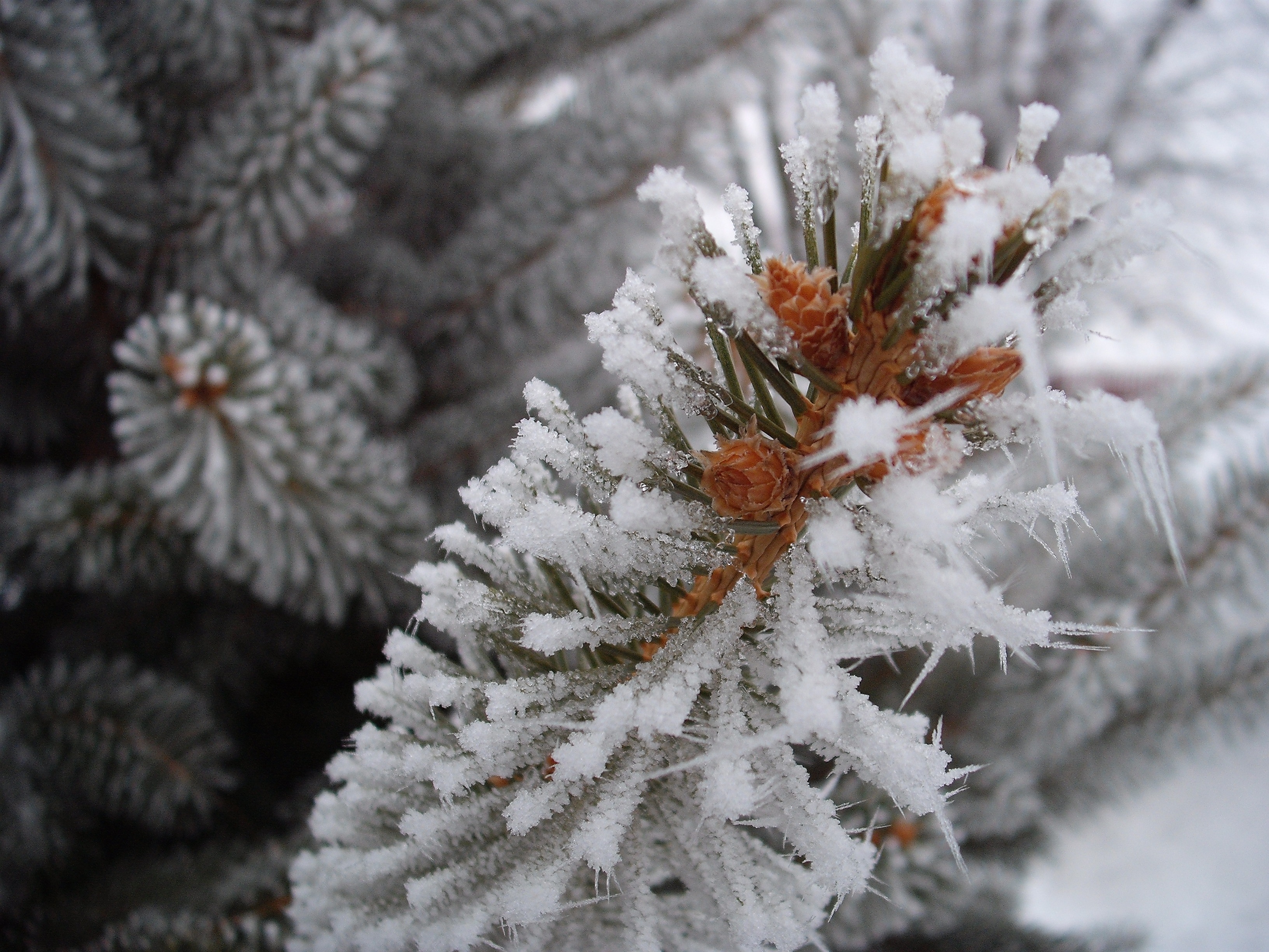 pinaceae, fir tree, tree, coniferous tree, pine, frost, 2K, branch, ice, holiday, plant, winter, nature, christmas, photography, beauty in nature, cold temperature, HD Wallpaper