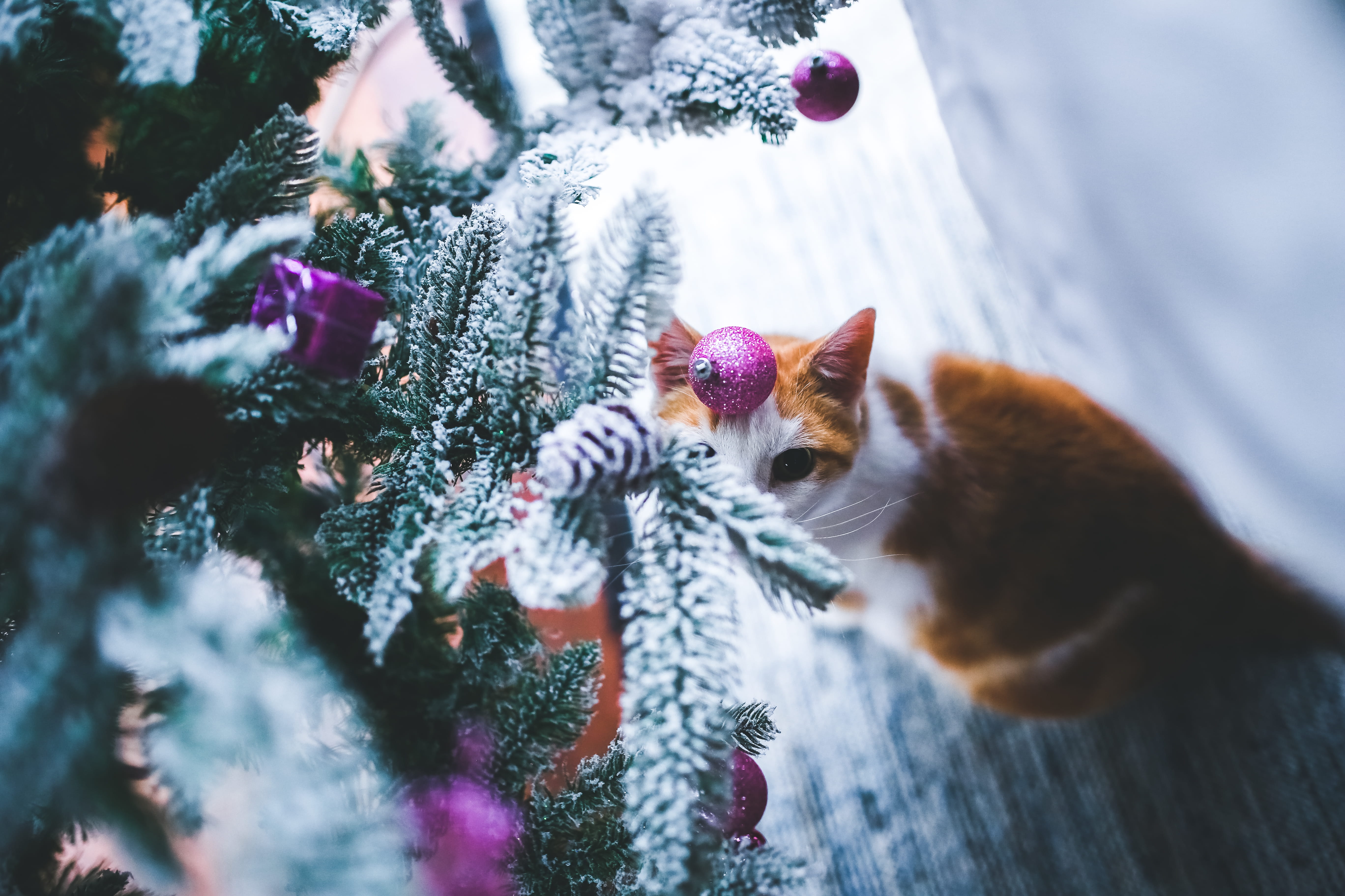 mammal, day, winter, 5K, close-up, christmas tree, cute, no people, tree, new year, purple, whisker, decor, plant, christmas, cat, portrait, selective focus, HD Wallpaper