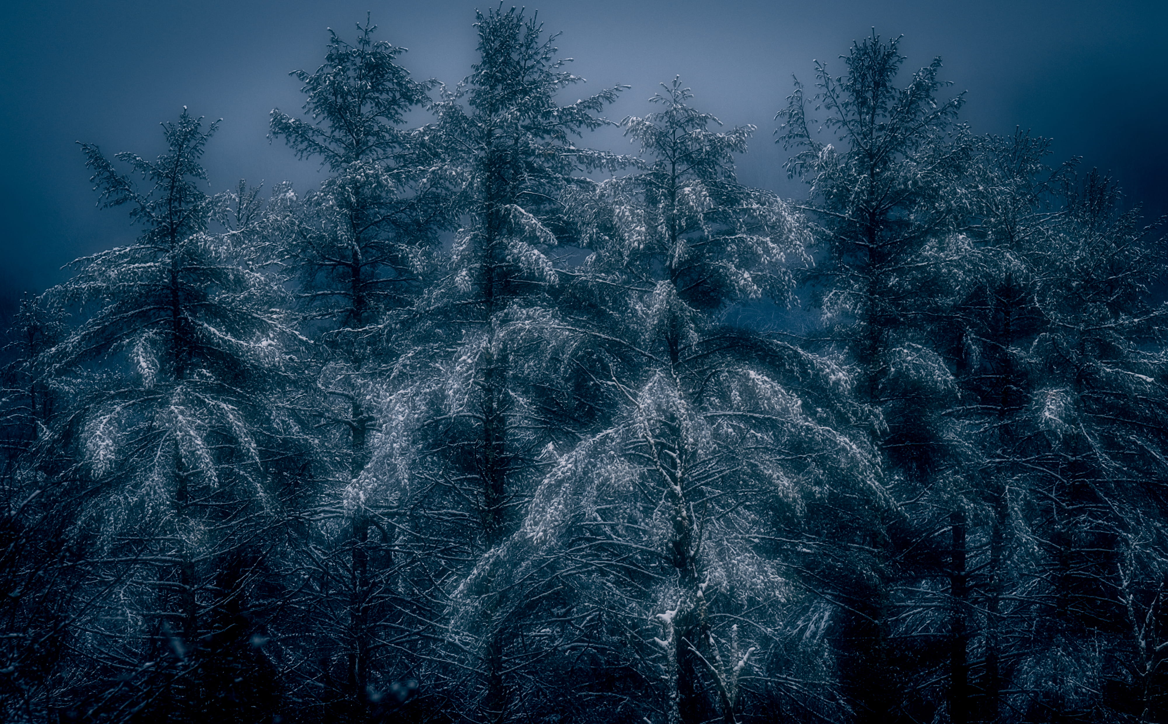no people, plant, coniferous tree, pine woodland, tranquility, frozen, pisgah national forest, field, growth, us, nature, pisgah, environment, conifer, HD Wallpaper