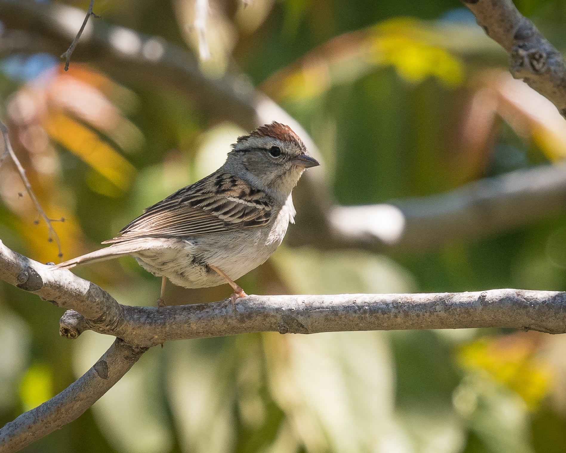 720P, East Bay Regional Parks, beak, animal, outdoors, perched, brown bird, California, tree, Wildlife, tree trunk, trunk, Spizella passerina, sparrow, HD Wallpaper