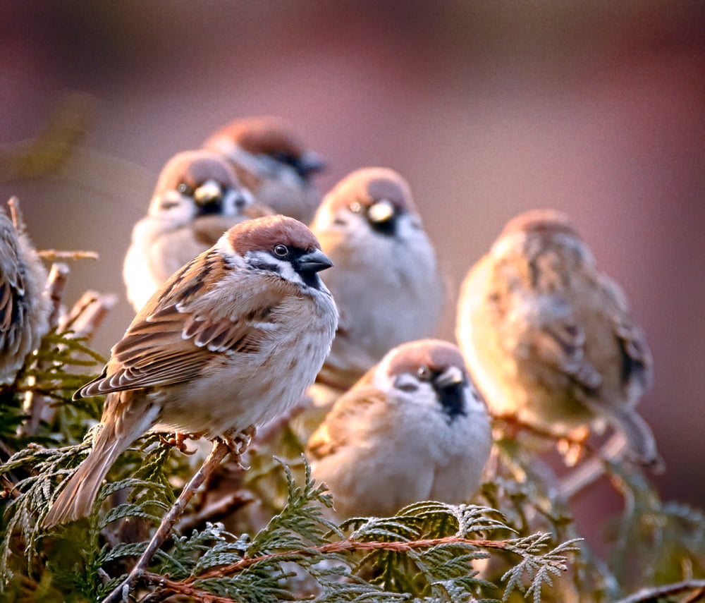 flocks, nature, Passer montanus, sparrow, wróble, bird, perching, animal, Eurasian tree sparrow, pine, daytime, mazurek, wildlife, brown, pine tree, 480P, HD Wallpaper
