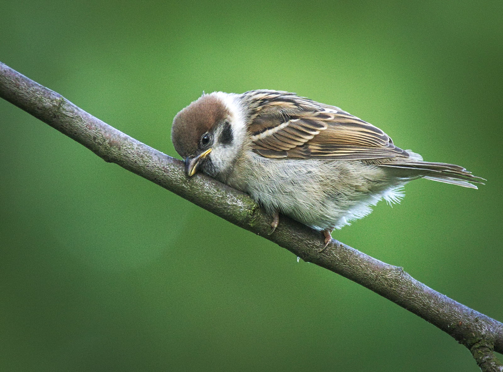 small, outdoors, sparrow, Eurasian Tree Sparrow, bird, 720P, branch, eurasian, animal, twig, Wróbel, perched, tree, nature, beak, wildlife, juvenile, mazurek, HD Wallpaper