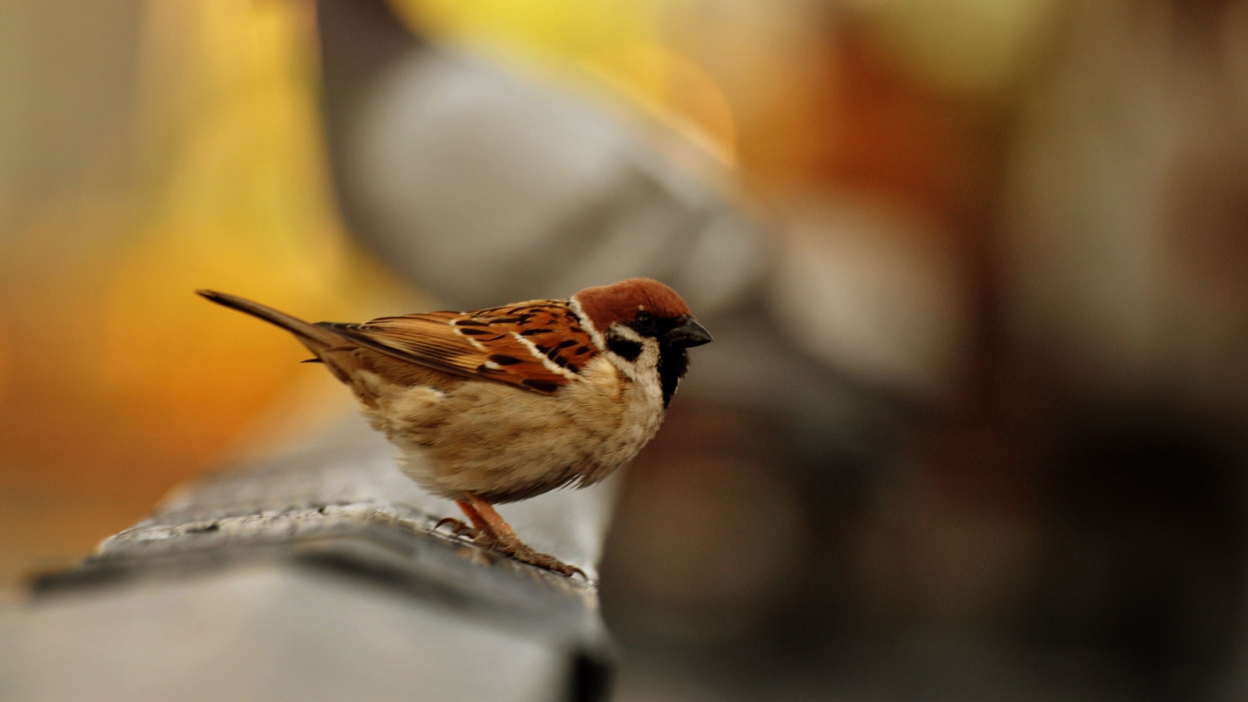 close-up, vertebrate, food, seed, nature, birds, bird, one animal, animals, animals in the wild, animal body part, perching, sparrow, depth of field, outdoors, HD Wallpaper