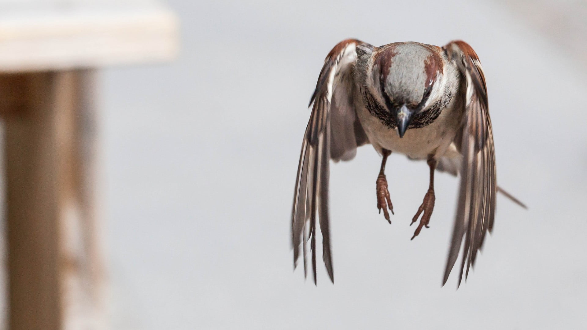 birds, bird, flying, animal body part, full length, white, vertebrate, close-up, one animal, sparrow, focus on foreground, 1080P, no people, animals in the wild, HD Wallpaper