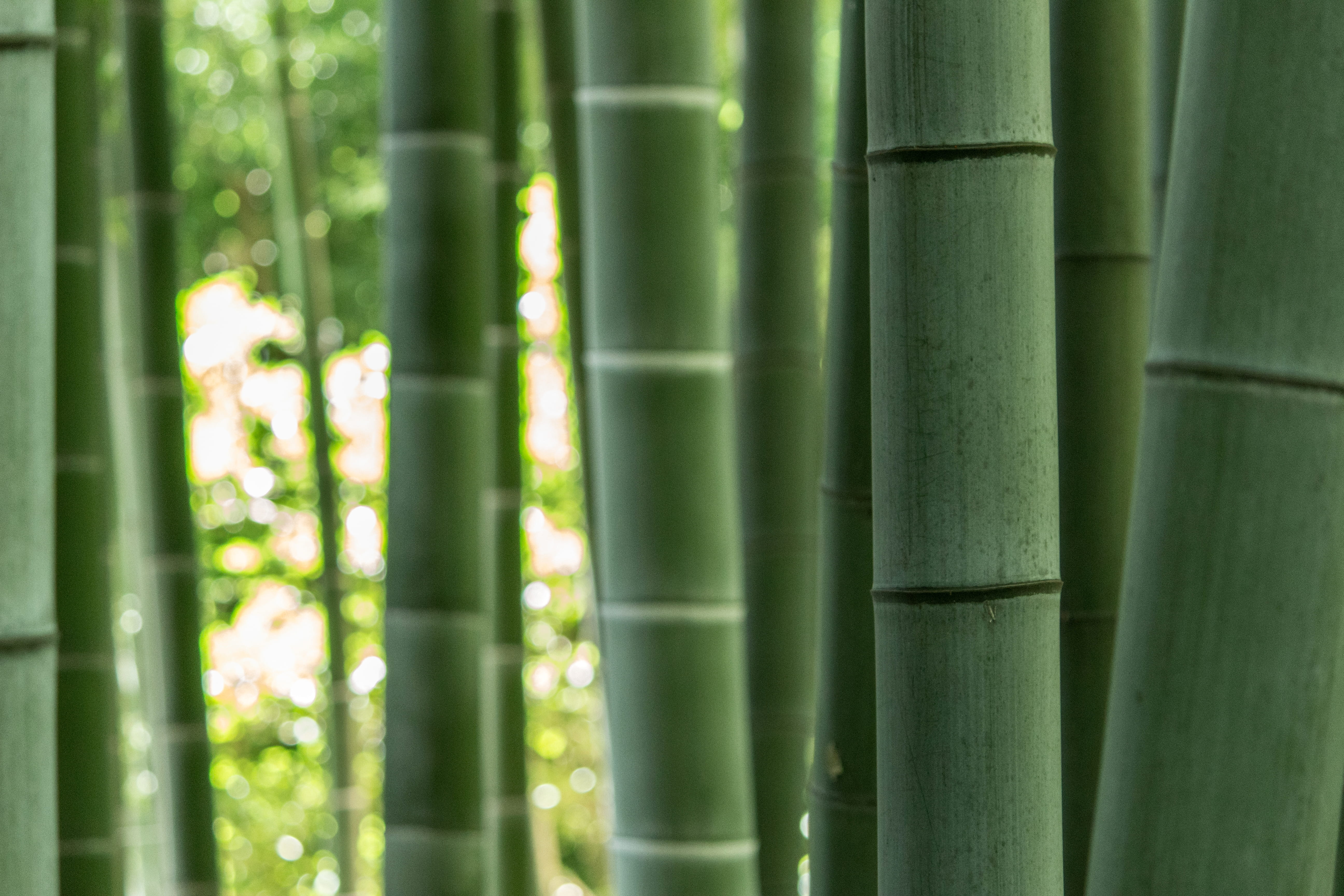tree, outdoors, flower, sewer, crayon, lily, japan, dessert, rainforest, blossom, palm leaf, vegetable, bamboo shoot, nature, produce, backgrounds, growth, HD Wallpaper