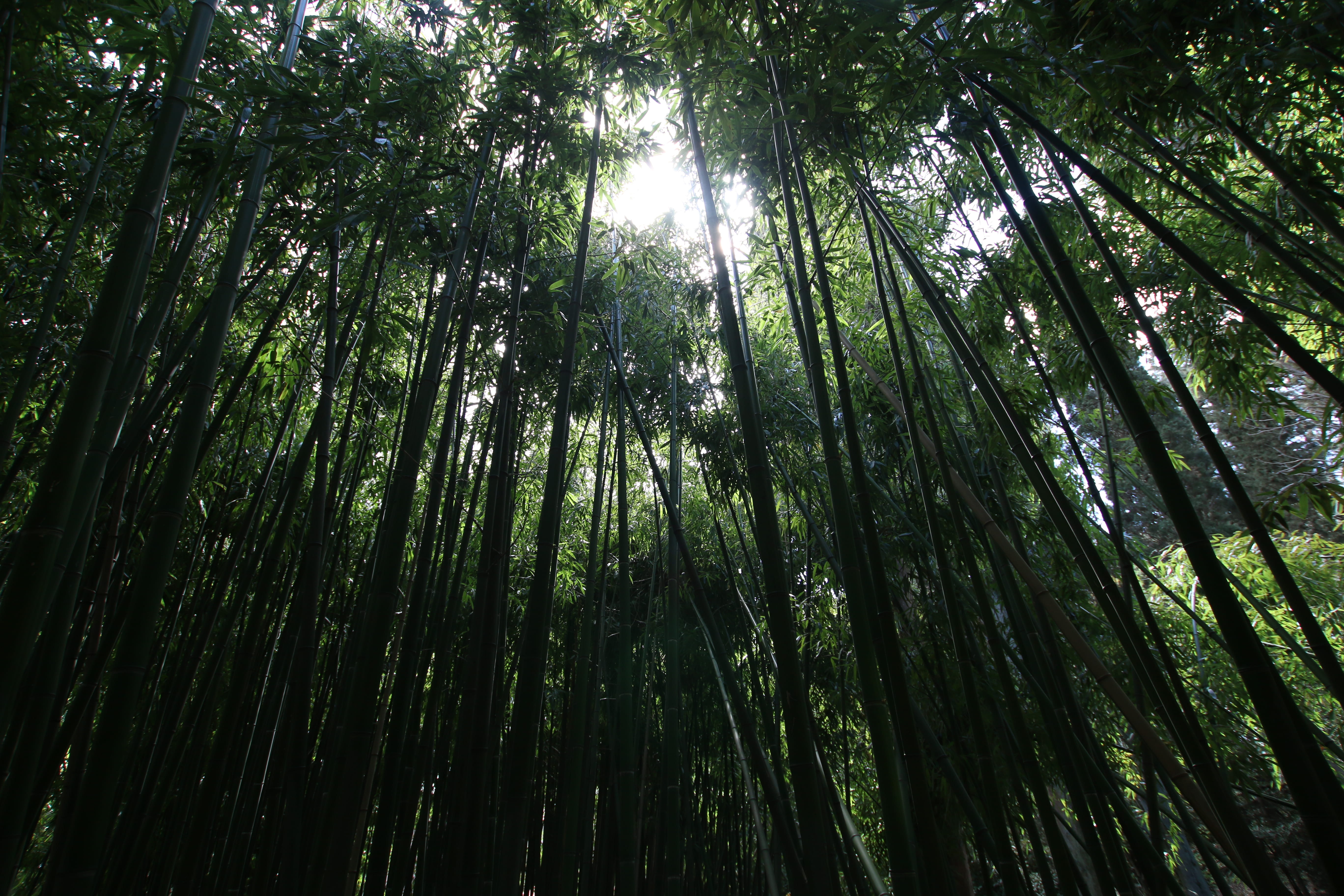 bamboo shoot, crimea, food, bamboo - plant, outdoors, sewer, muffin, 5K, tranquility, growth, dessert, bamboo grove, forest, tilt, beauty in nature, plant, HD Wallpaper