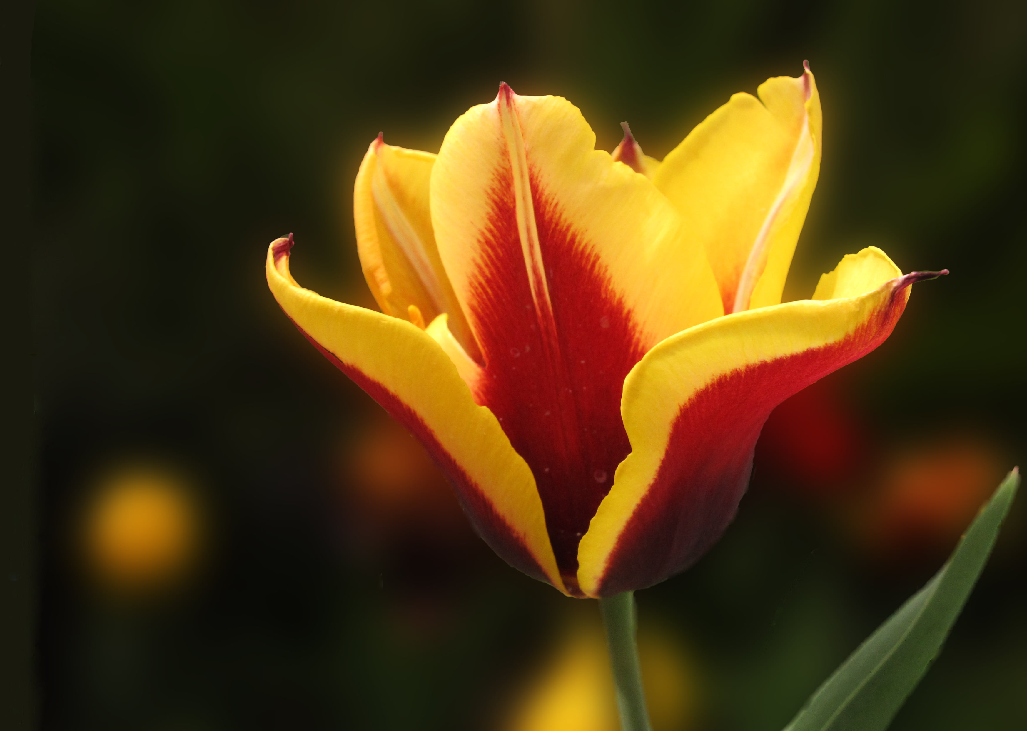 leaf, hay, springtime, petal, La Roja, flor, bandera, freshness, Polonia, final, del, Eurocopa, shallow, shallow focus, con, pase, Campeones, 2K, el, de, HD Wallpaper