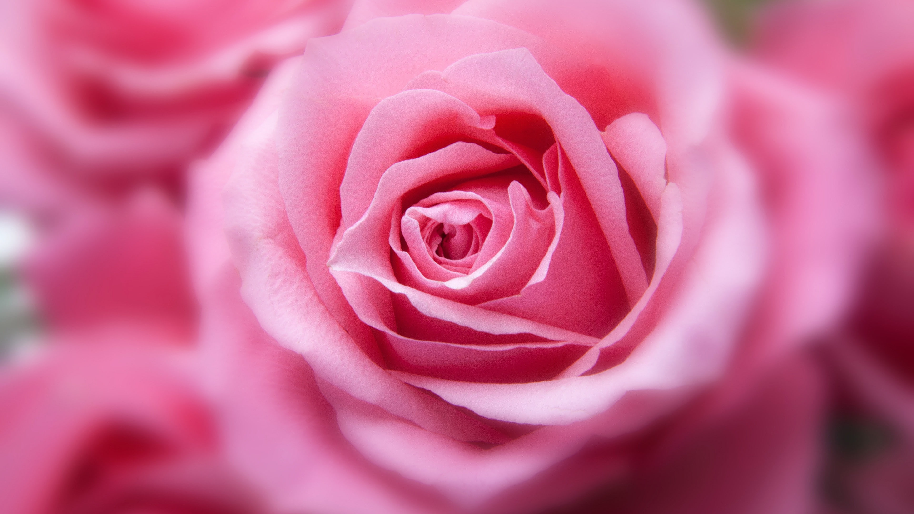 ultra hd, 4k pics, Rose, color, pink, 4k, 4K, HD Wallpaper