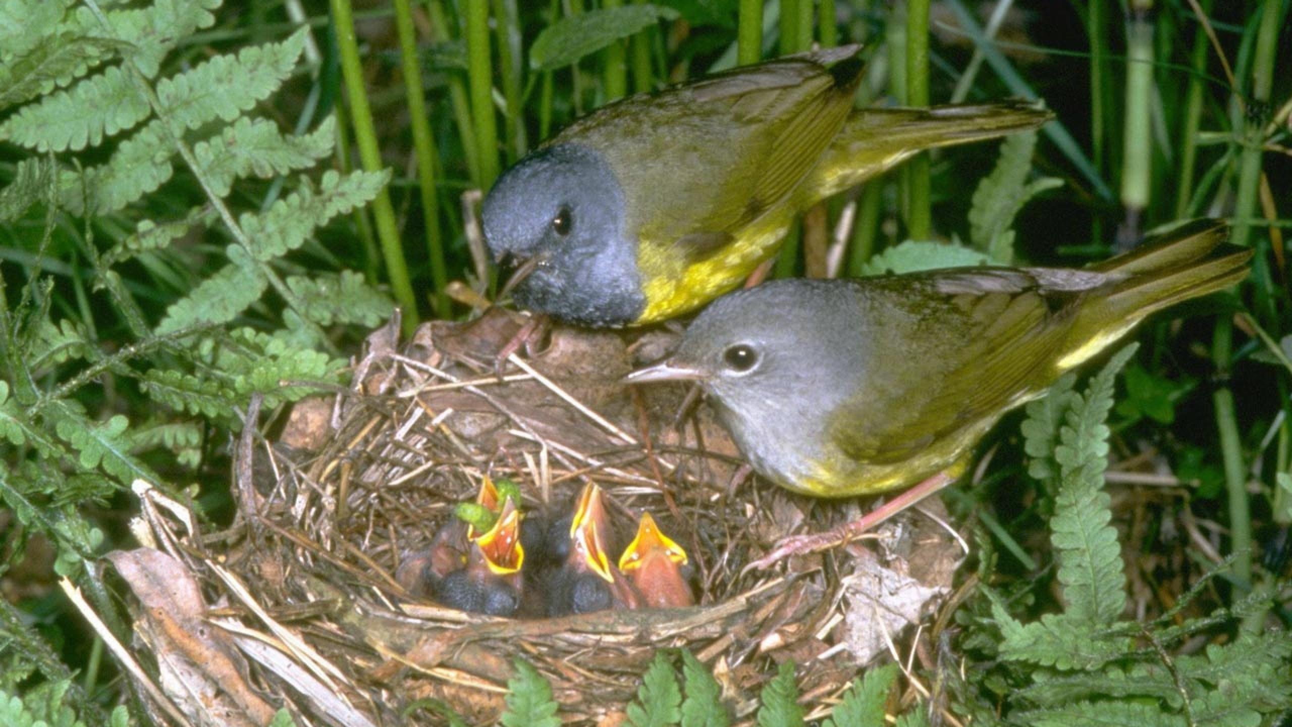 2K, animales-aves-pararos-nido-naturaleza, HD Wallpaper