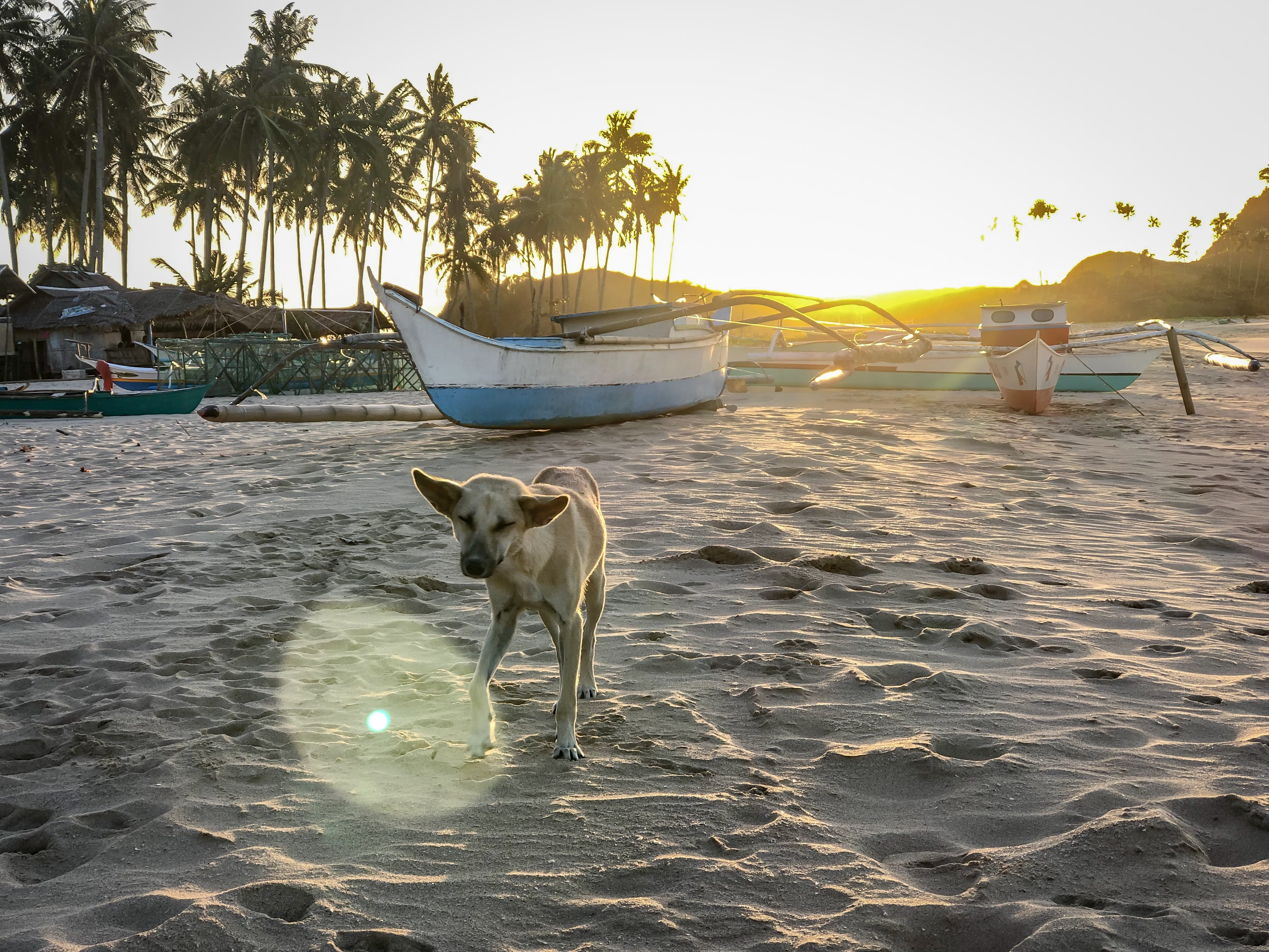 dog, boat, beach, pets, summer, human, lens flare, water, sea, nautical vessel, palm tree, canine, land, domestic animals, 4K, mammal, watercraft, twin beach, HD Wallpaper