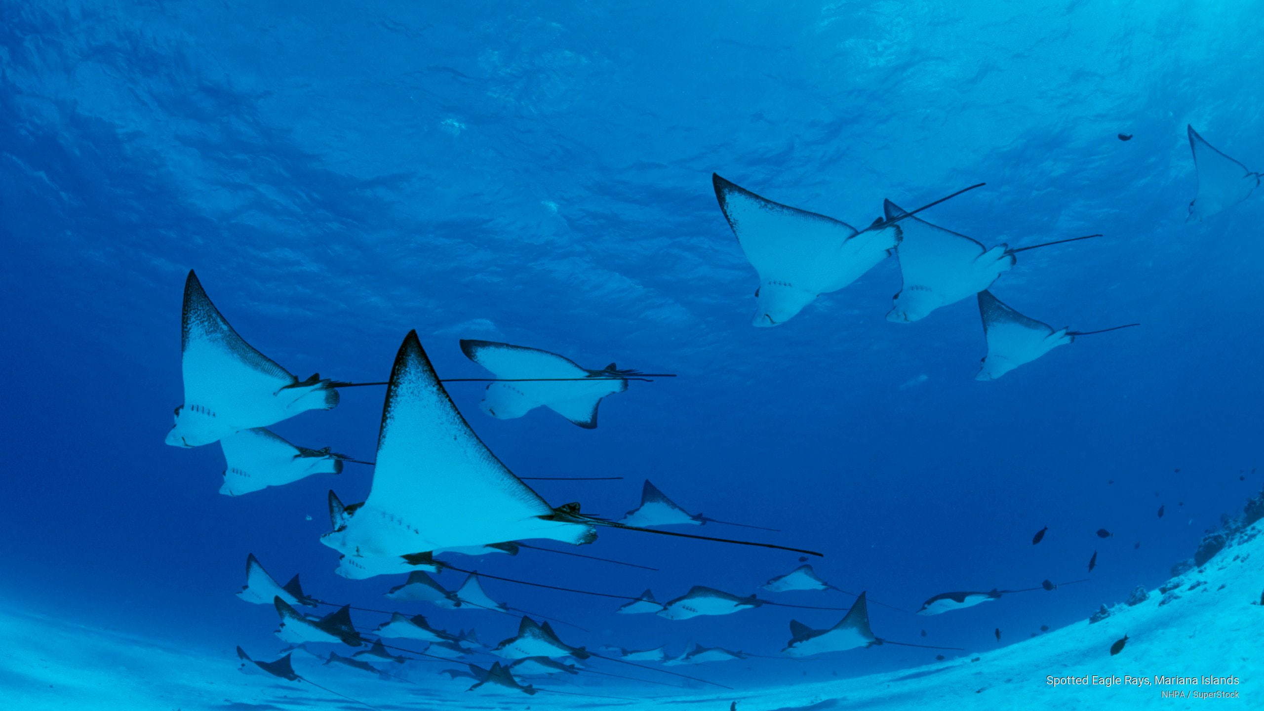 islands, spotted, mariana, 2K, eagle, rays, Ocean Life, HD Wallpaper