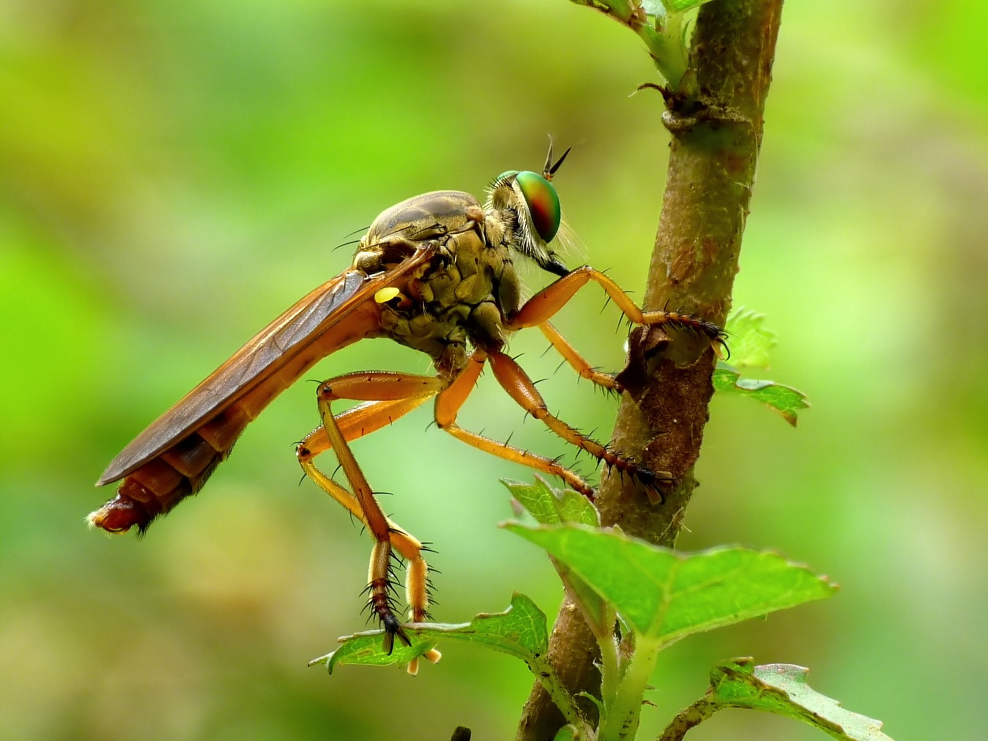 Animal, 1080P, Robber Fly, Fly, HD Wallpaper