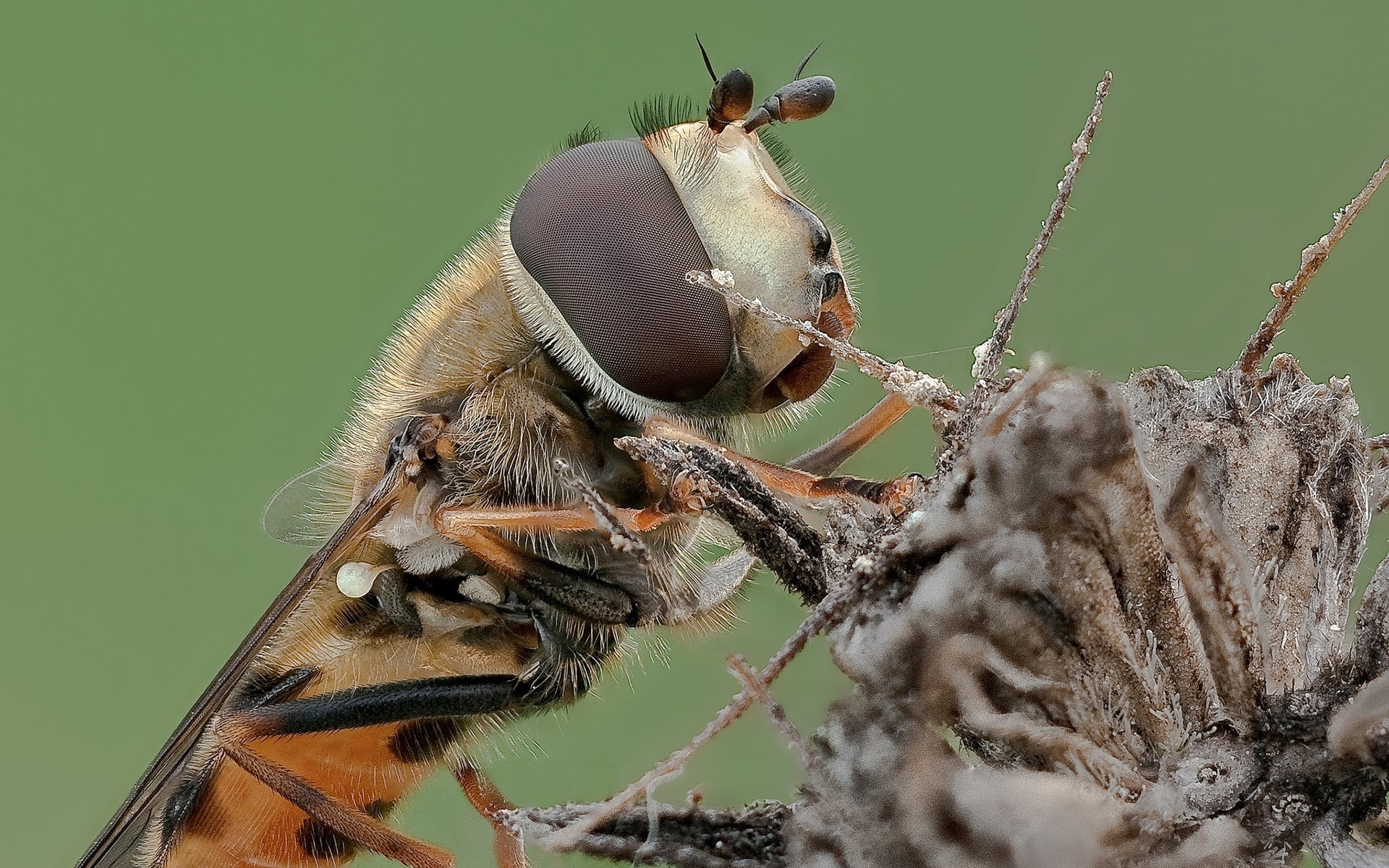 animal wildlife, animal body part, animal head, eyes, animal, robber, plant, 1080P, insect, orange, close-up, animal themes, fly, focus on foreground, HD Wallpaper