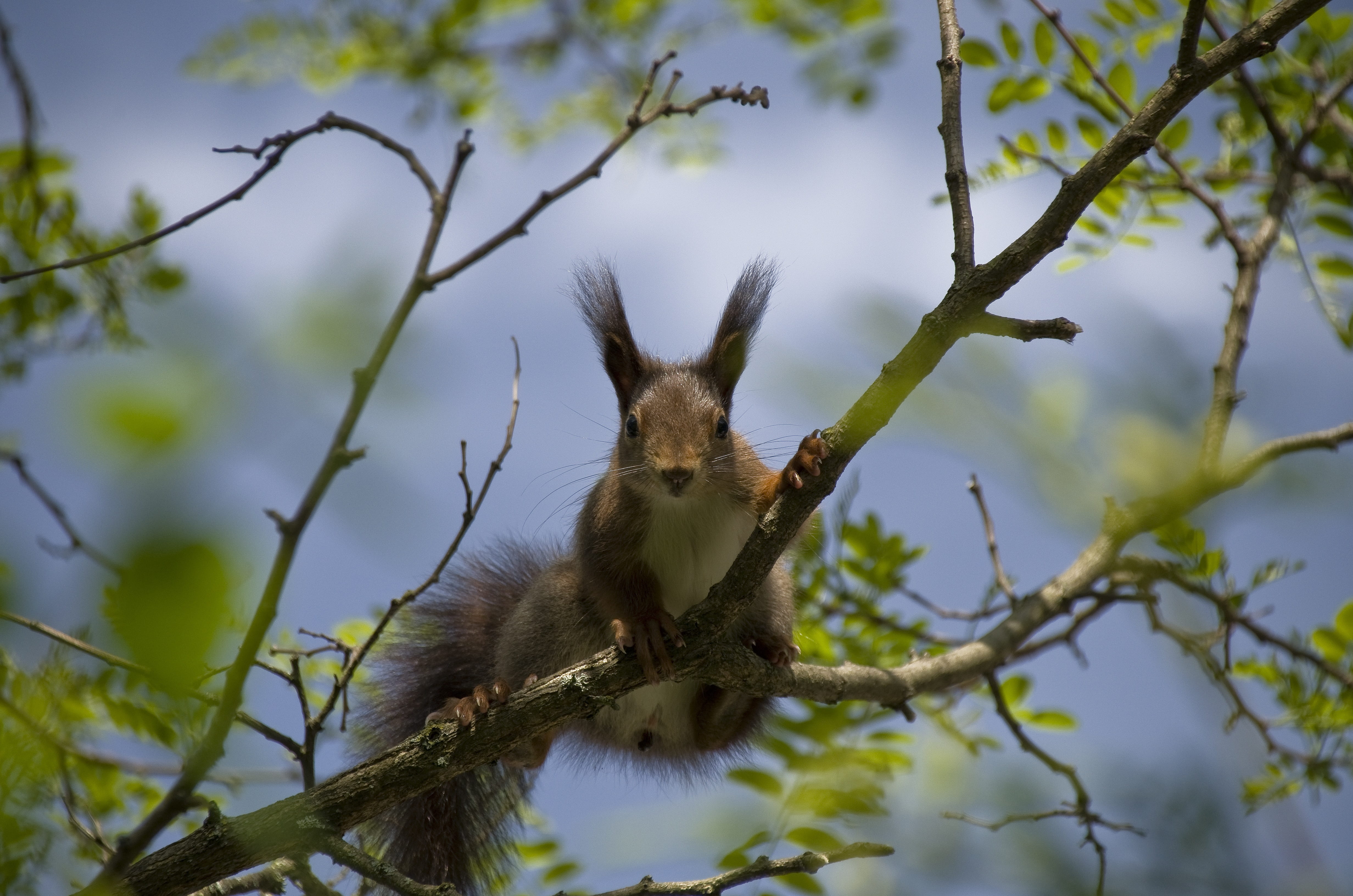 plant, one animal, squirrel, 4K, plant part, branch, brown, animal wildlife, no people, animals in the wild, nest robbers, spring, cute, day, outdoors, HD Wallpaper