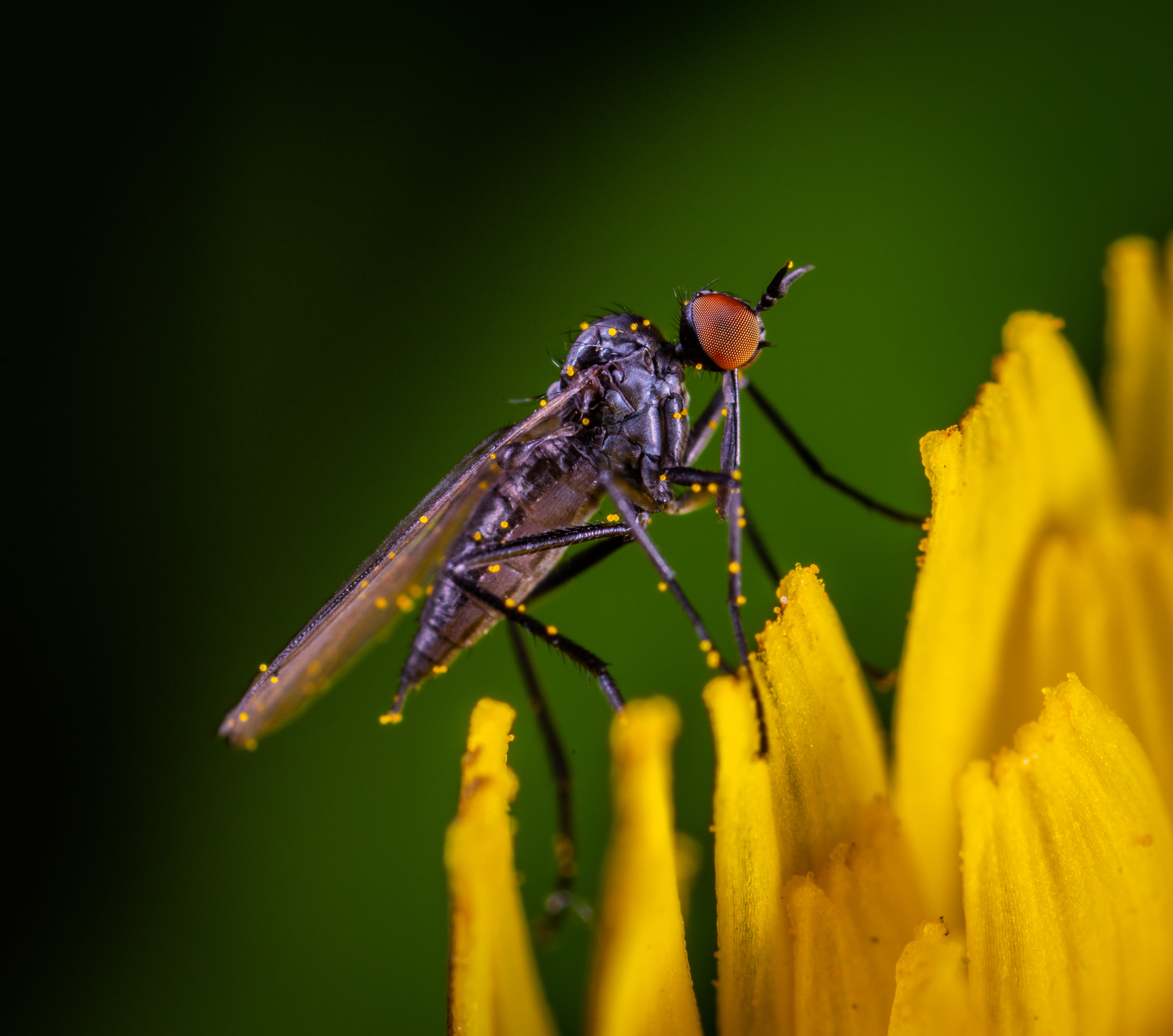 photo, vulnerability, plant, freshness, macro, black, animal themes, robber, pollination, macro photography, petal, animal wildlife, color, entomology, HD Wallpaper
