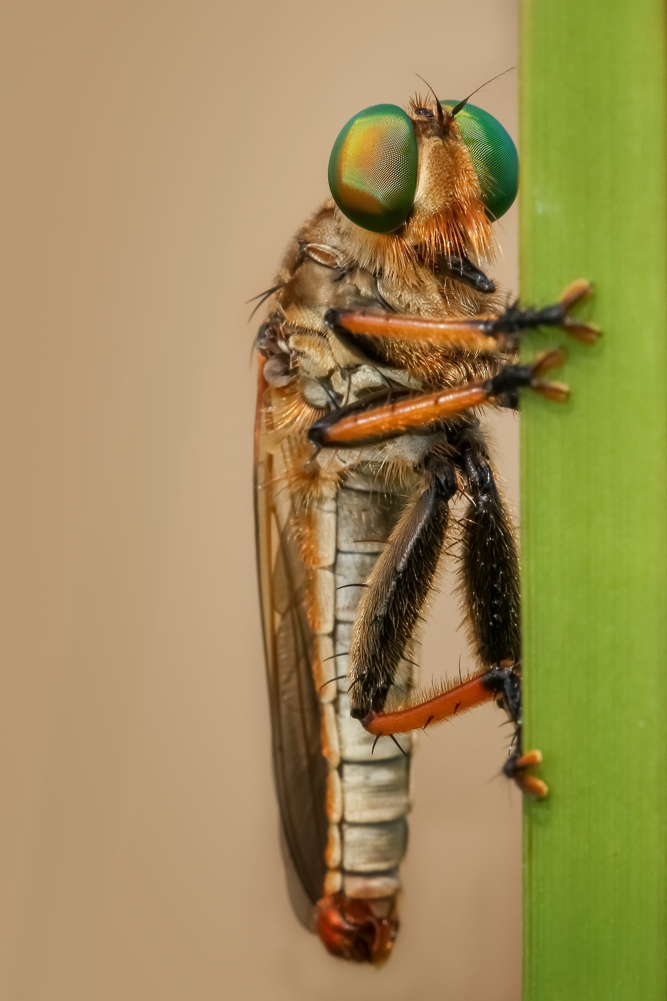 robber-fly, food and drink, animal, animal wildlife, 2K, close-up, food, beauty in nature, animal wing, colored background, one animal, macro, freshness, Phone HD Wallpaper