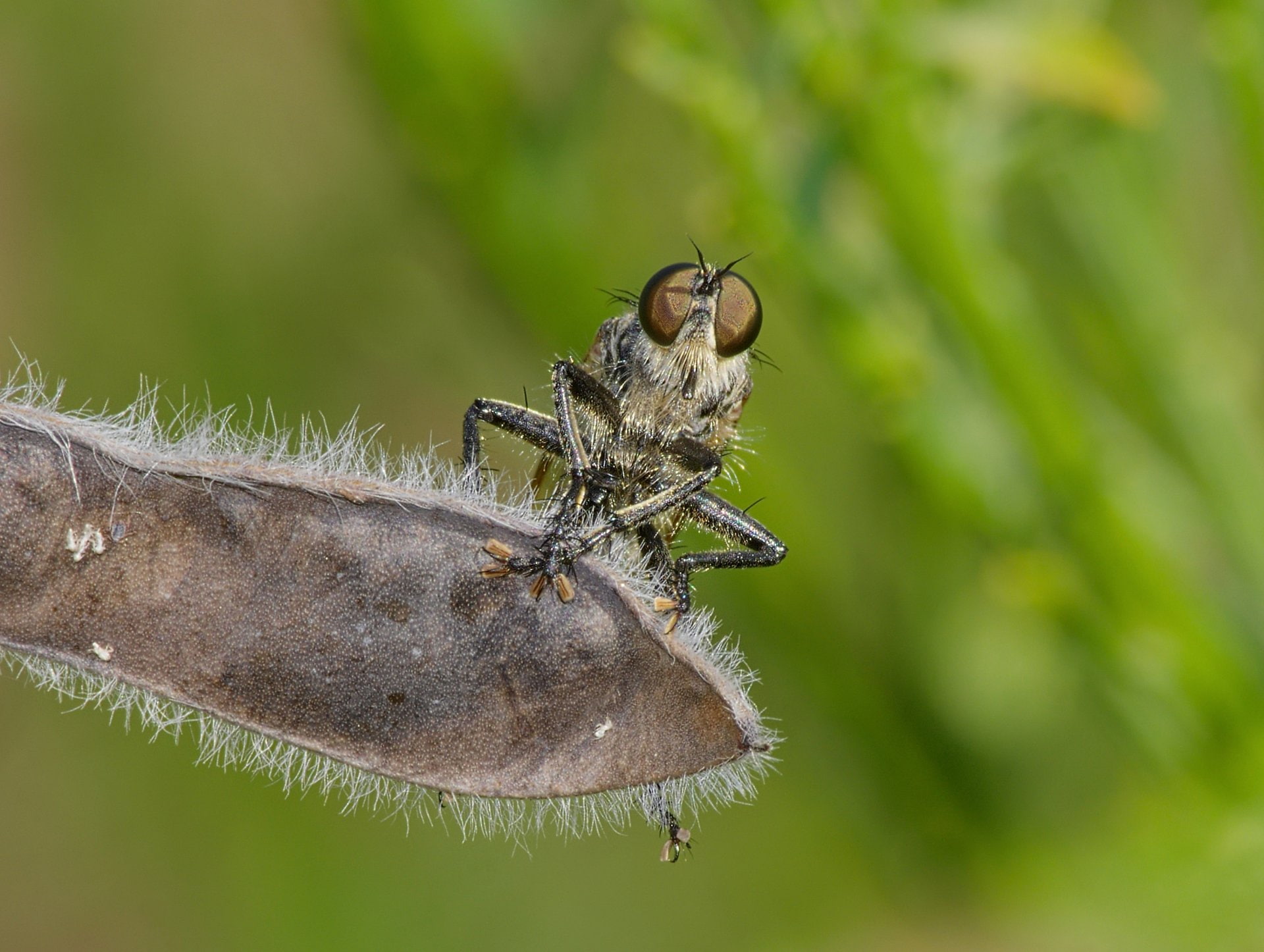 Fly, Animal, 1080P, Robber Fly, HD Wallpaper