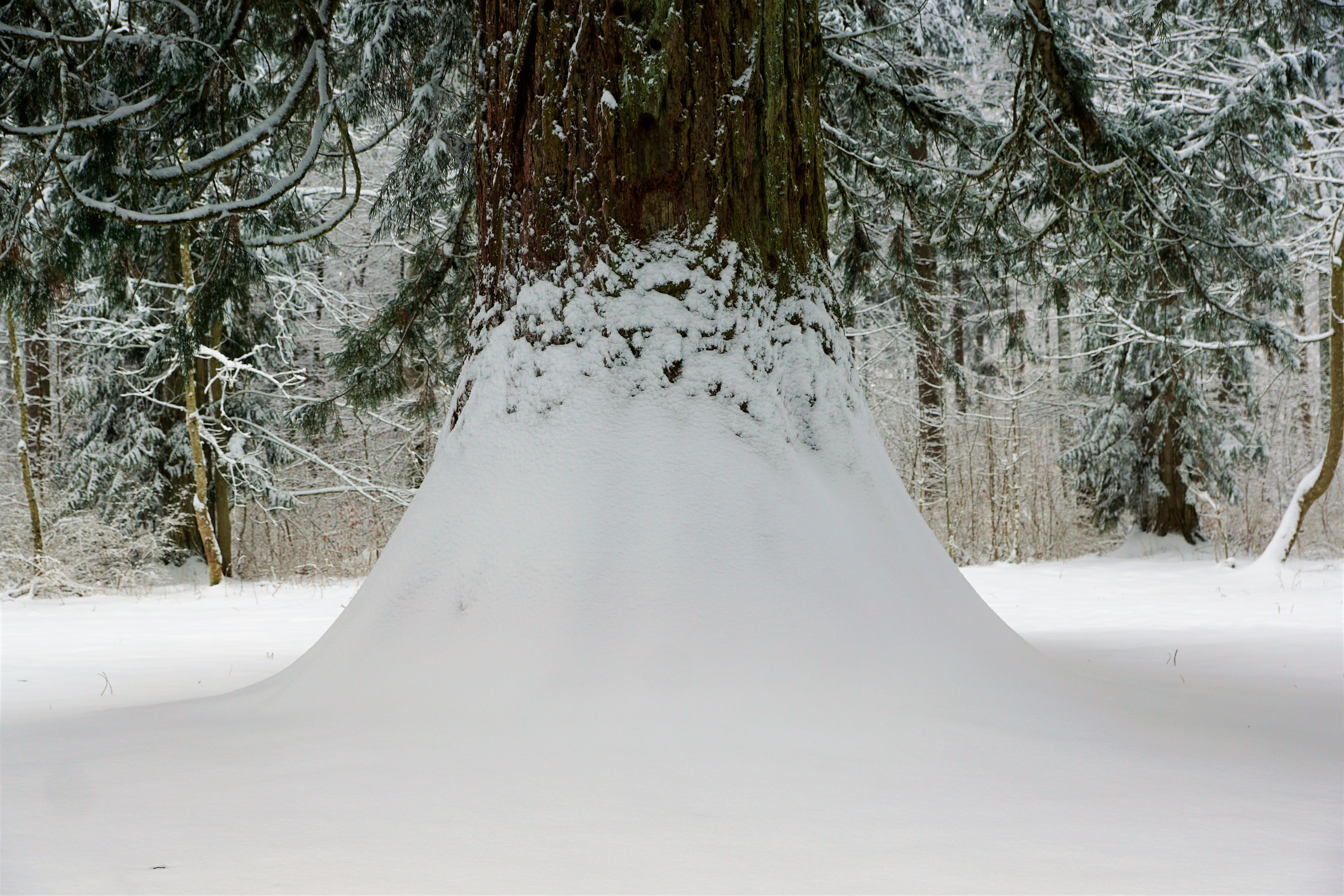 ice, season, discovery, evergreen, white color, landscape, scenics - nature, spruce wood, weather, record, more, pine, christmas, germany, winter, no people, HD Wallpaper