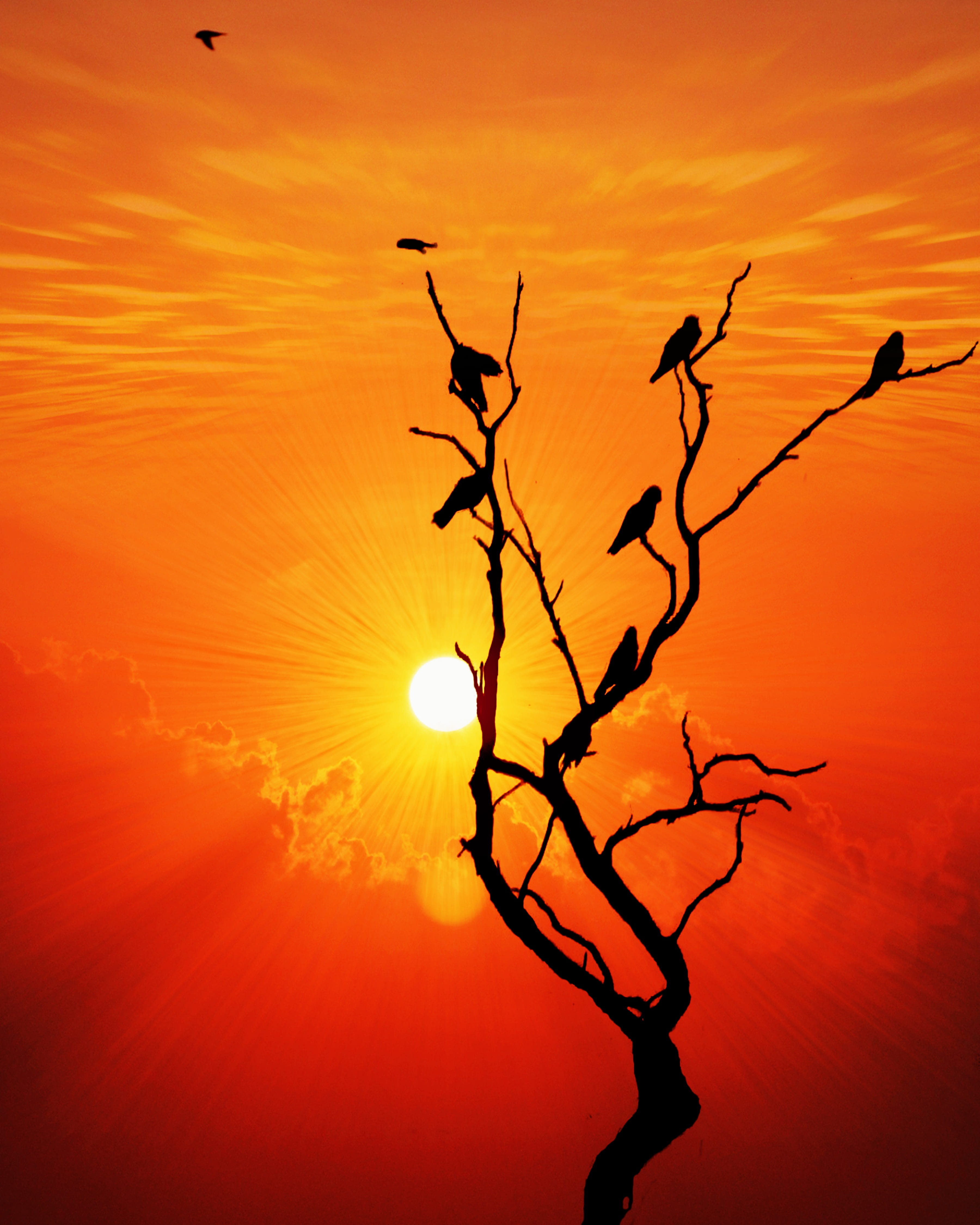 bare tree, cloud - sky, plant, 4K, dream, summer, ray, landscape, beauty in nature, evening, Nature, scenic, journey, scenics - nature, Bird, branch, Sky, Phone HD Wallpaper