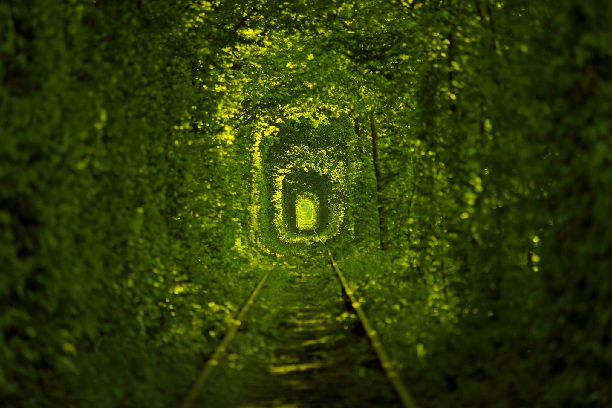 green color, communication, close-up, 1080P, text, high angle view, tunnel of love, vignette, beauty in nature, plant, selective focus, full frame, nature, HD Wallpaper