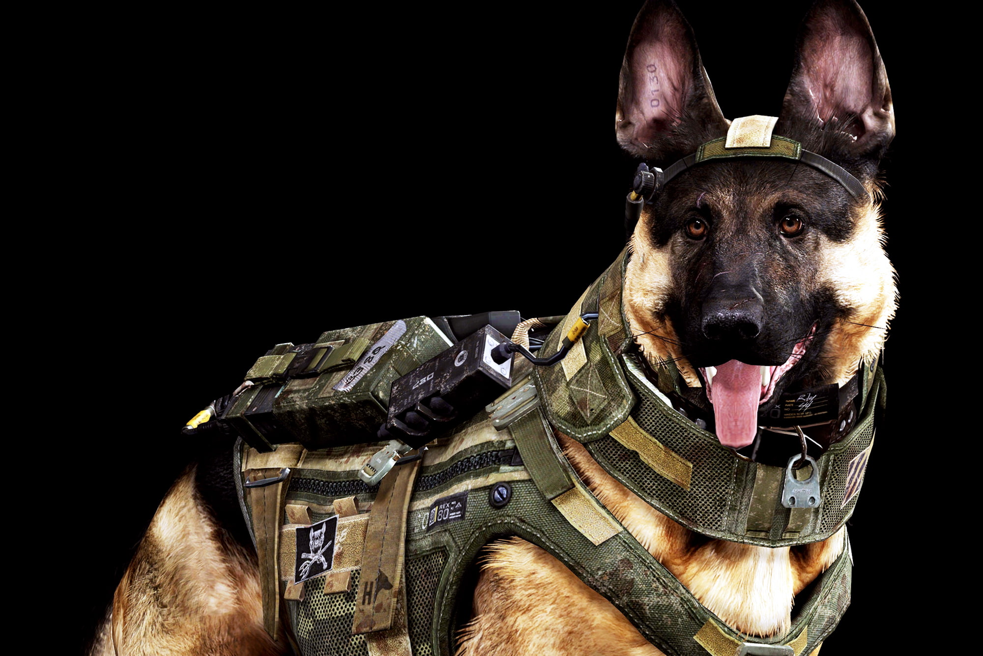 pets, looking at camera, domestic, animal body part, sticking out tongue, mouth open, studio shot, people, soldier, animal tongue, indoors, portrait, domestic animals, HD Wallpaper