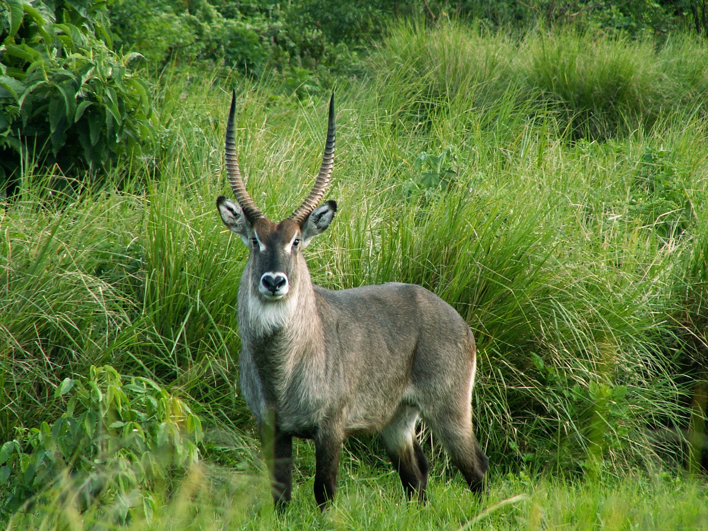 land, animal wildlife, animal, africa, tanzania, growth, deer, herbivorous, standing, 1080P, no people, wildlife, waterbuck, day, one animal, outdoors, HD Wallpaper
