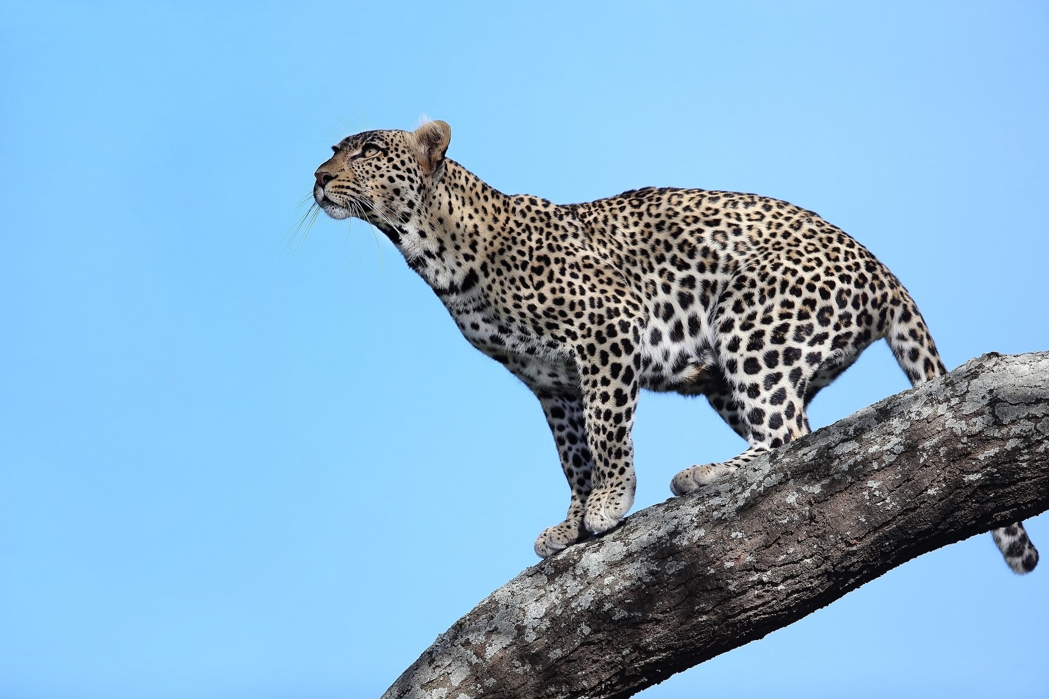 Tanzania, Africa, predator, look, 1080P, tree, Leopard, HD Wallpaper