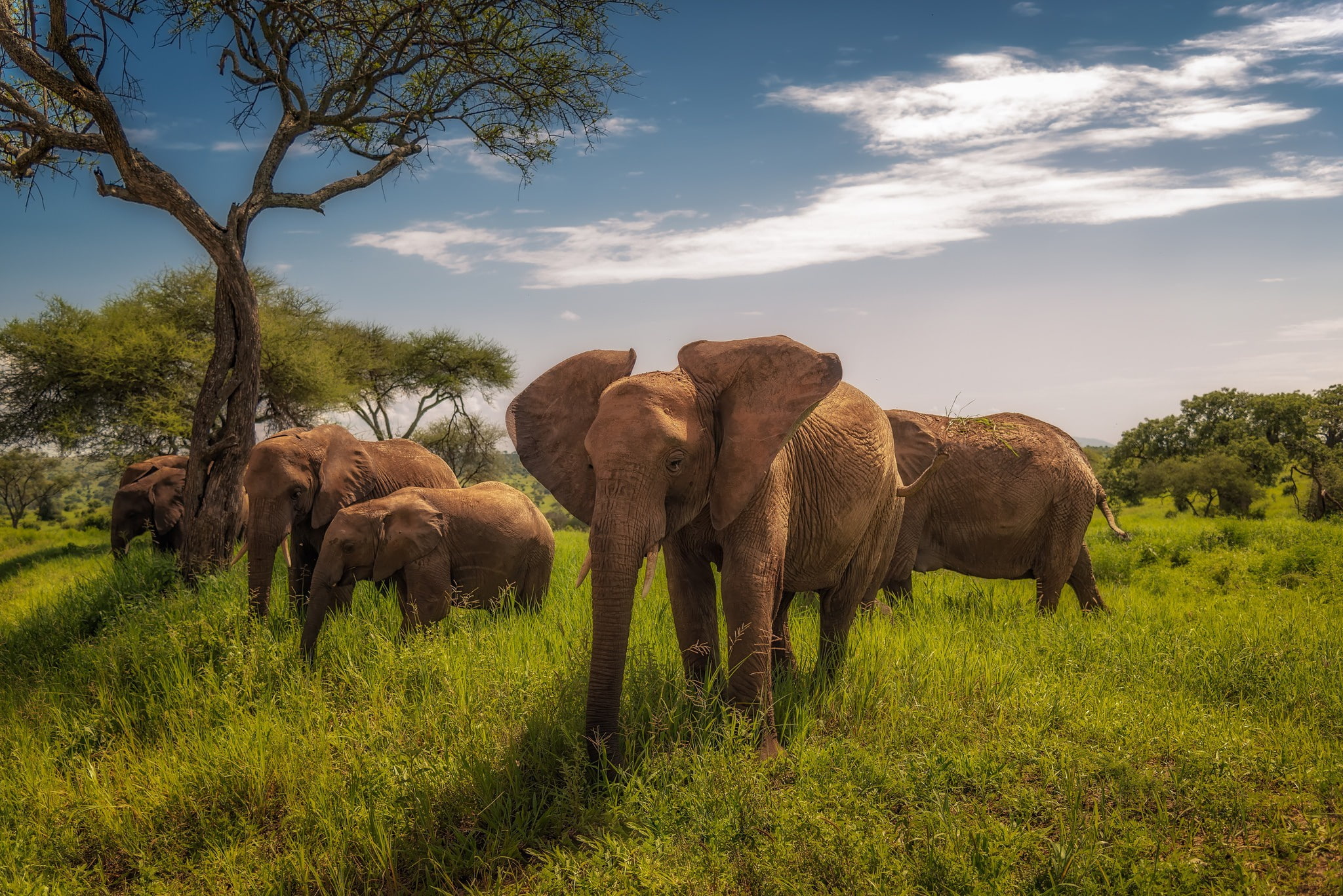 Tarangire National Park, Tanzania, 1080P, Africa, elephants, HD Wallpaper