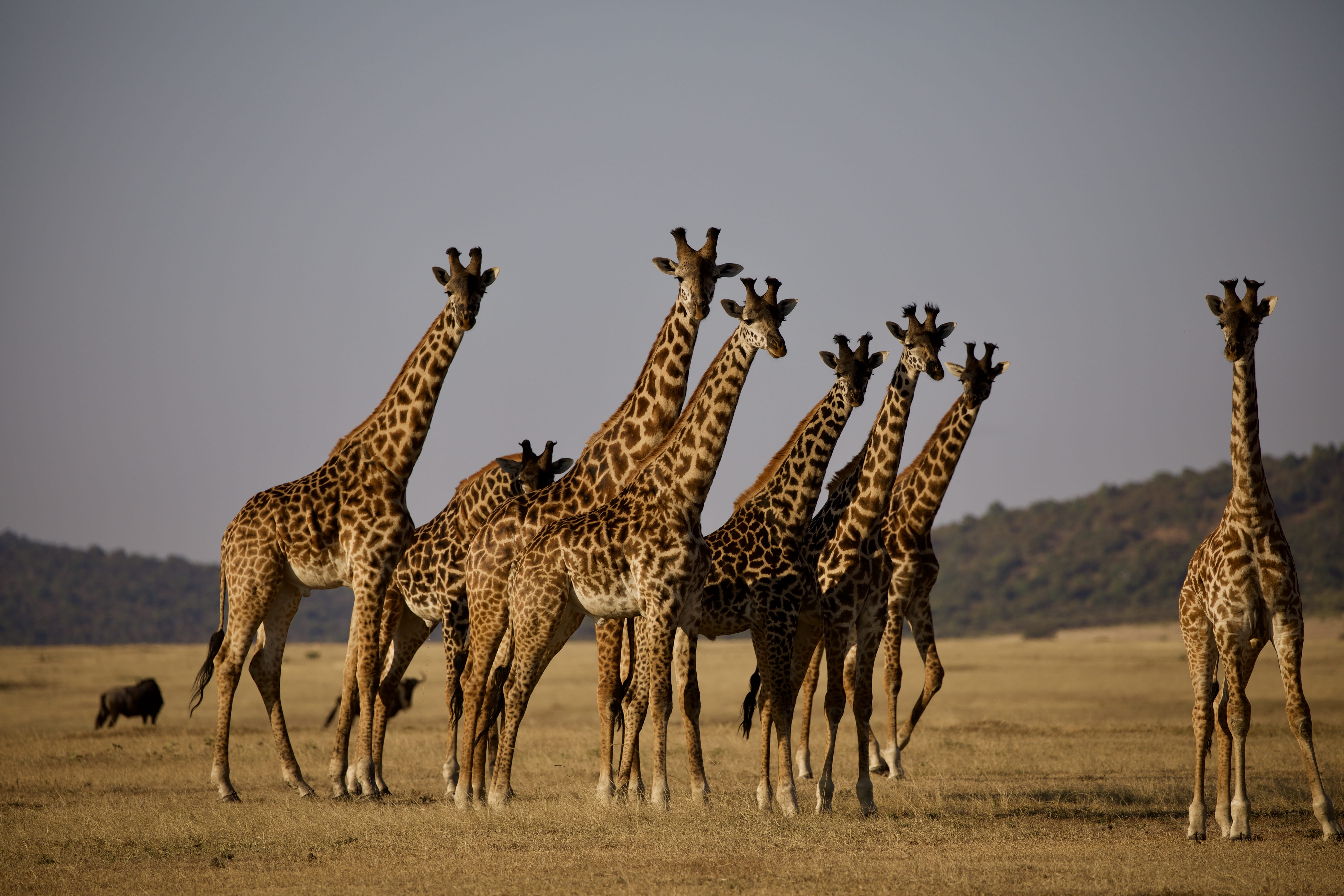 group of animals, safari, herd, animal wildlife, wildlife, s, land, grass, mammal, animal themes, large group of animals, domestic animals, no people, animals in the wild, HD Wallpaper