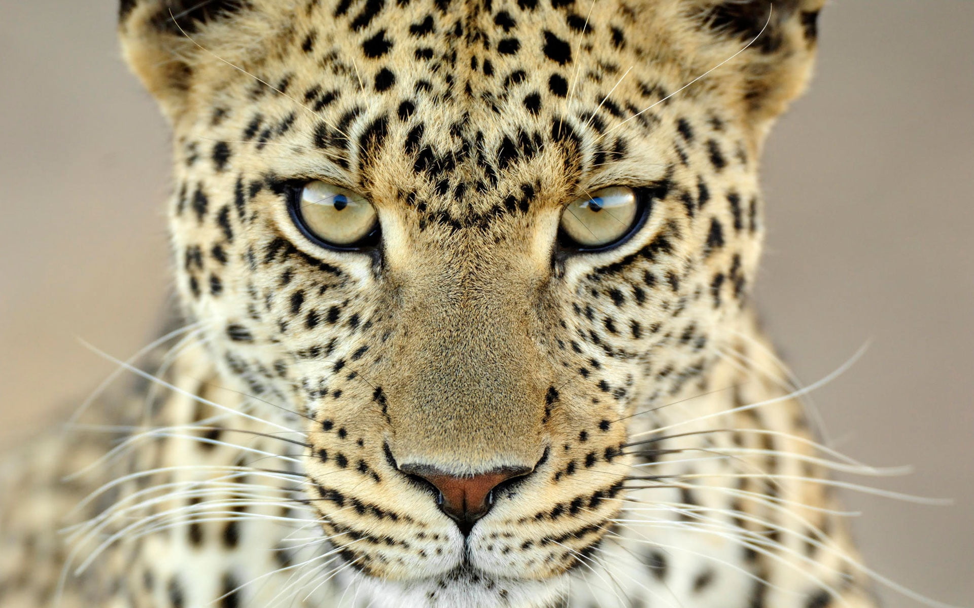 mammal, cat, brown, tanzania, vertebrate, one animal, close-up, animals in the wild, feline, whisker, cheetah, animal, 1080P, looking at camera, spotted, HD Wallpaper