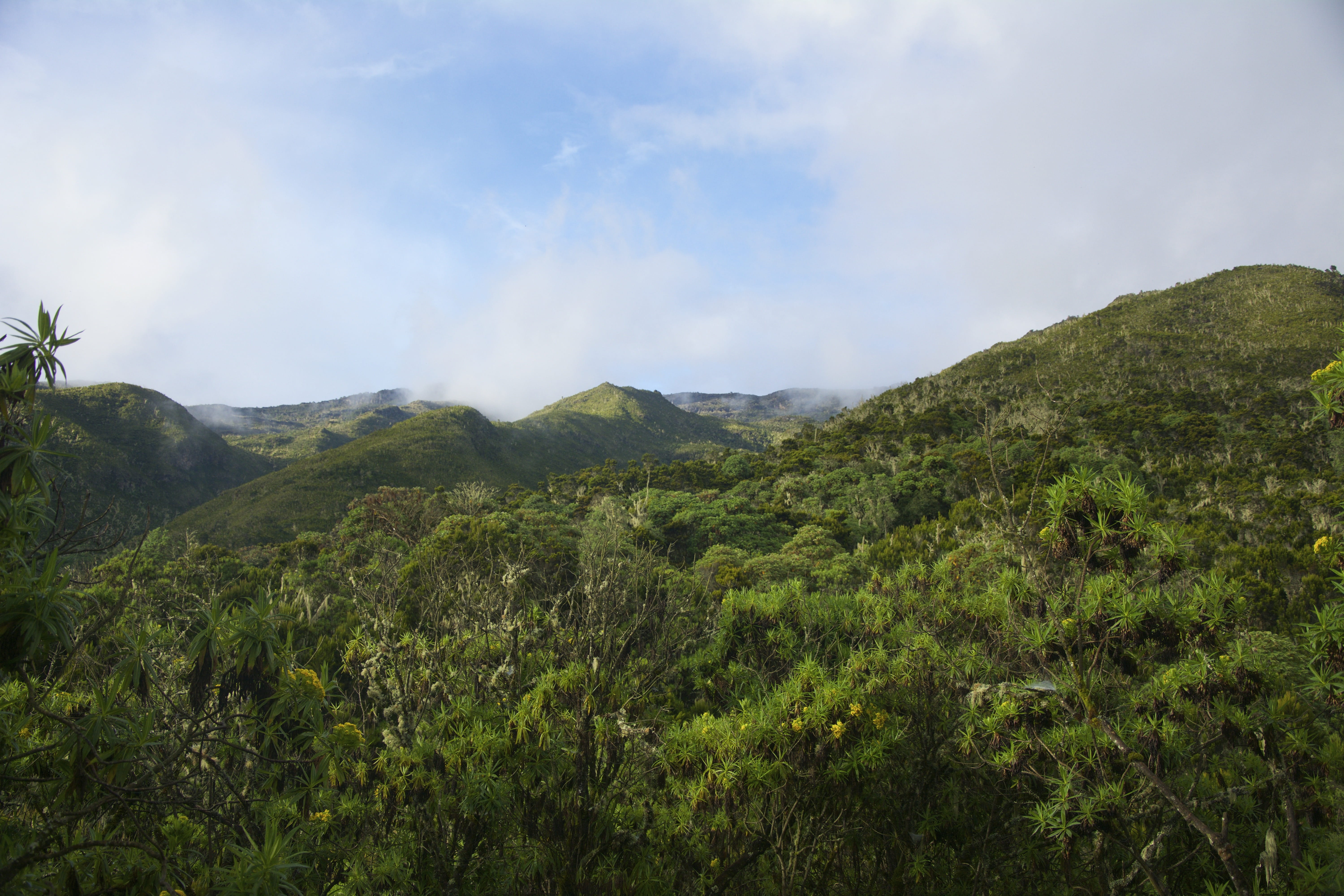 tree, tanzania, idyllic, mount kilimanjaro, environment, scenics - nature, growth, cloud - sky, landscape, mountain range, rainforest, mountain, plant, HD Wallpaper