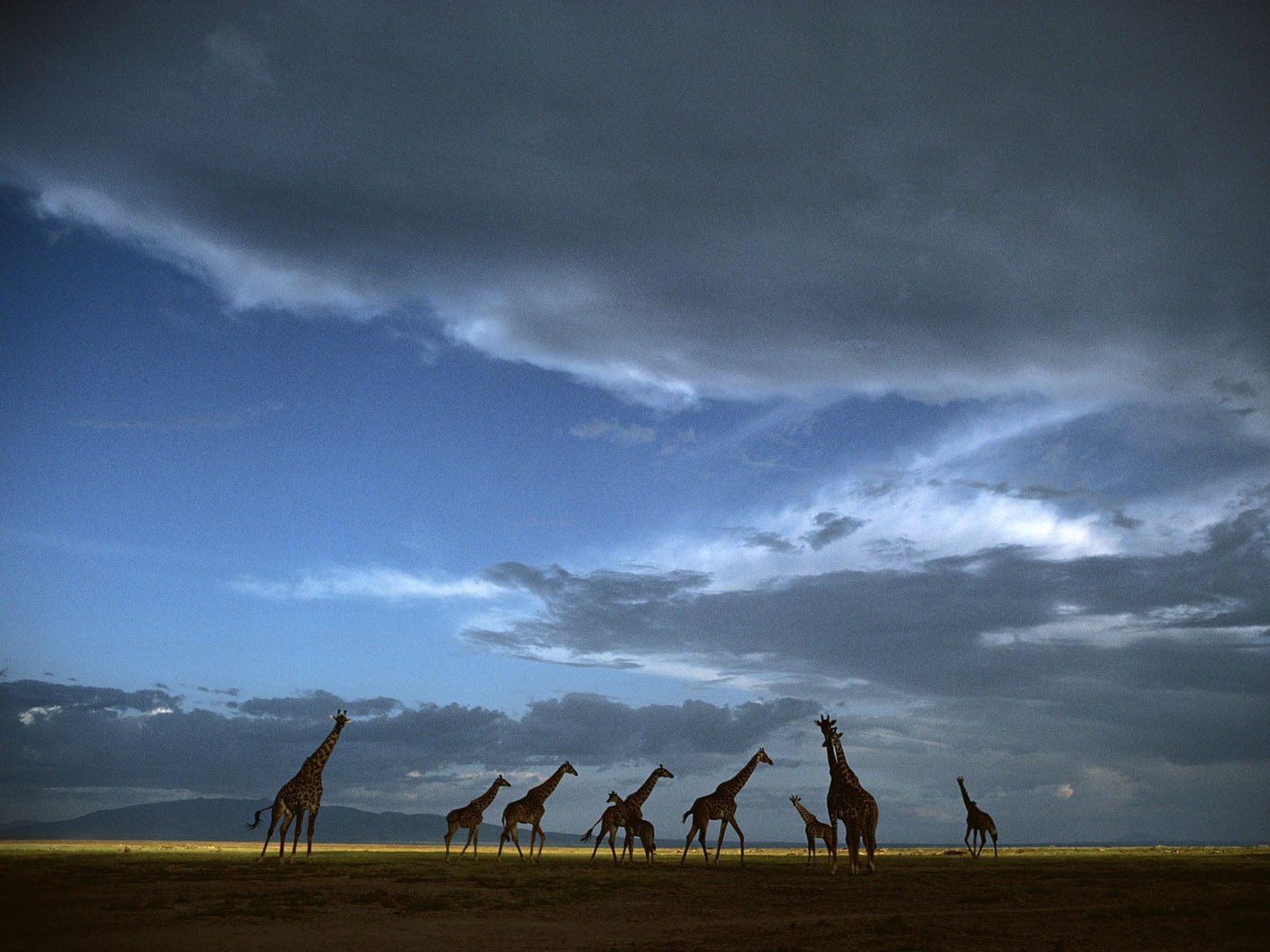scenics - nature, domestic animals, livestock, park, 720P, group of people, animal, Serengeti, nature, National, beauty in nature, animal wildlife, group of animals, HD Wallpaper