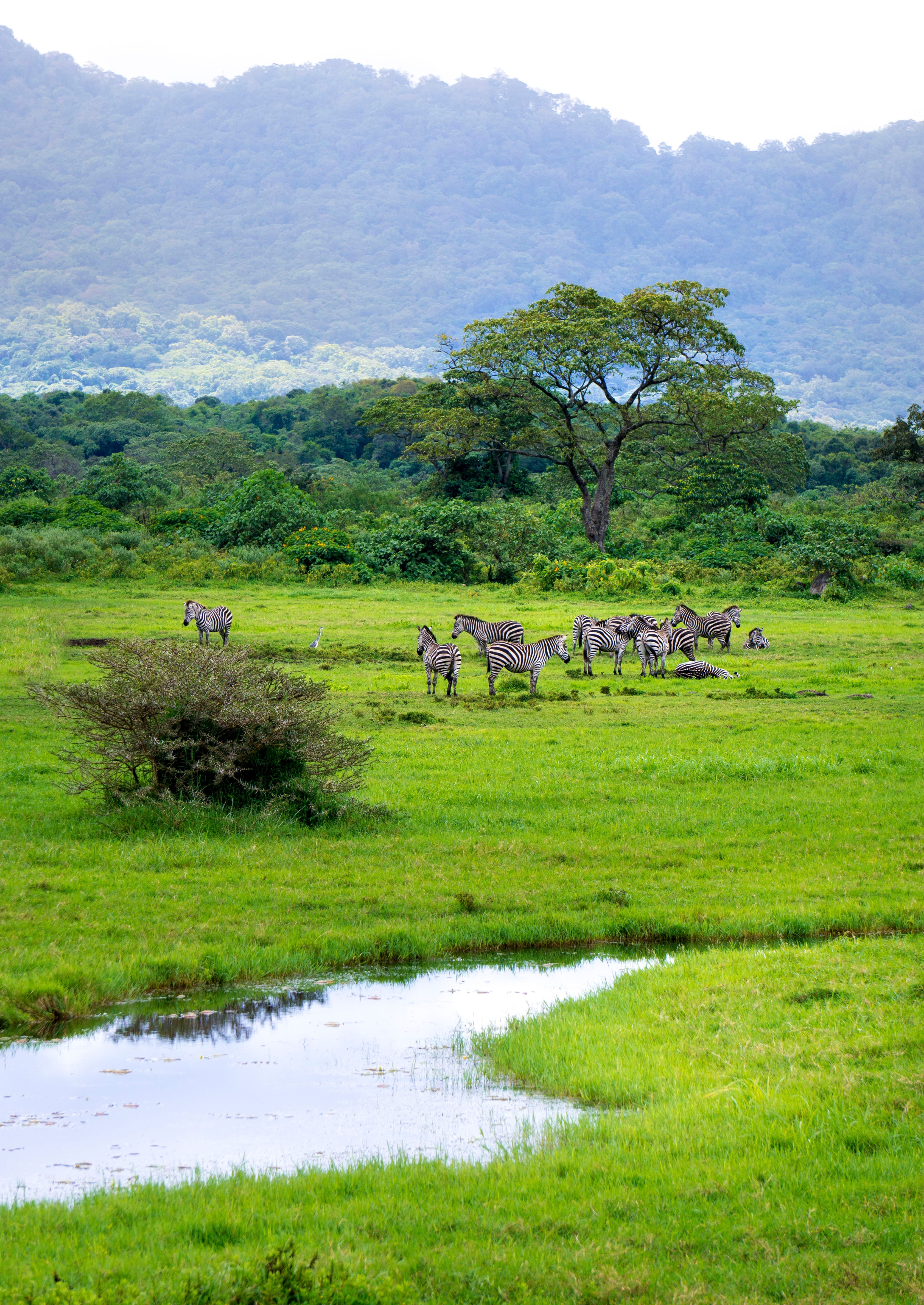 tanzania, green, grazing, outdoors, herd, arusha, herbivorous, mammal, 4K, animals in the wild, land, animal themes, epic, nature, tree, grass, green color, Phone HD Wallpaper