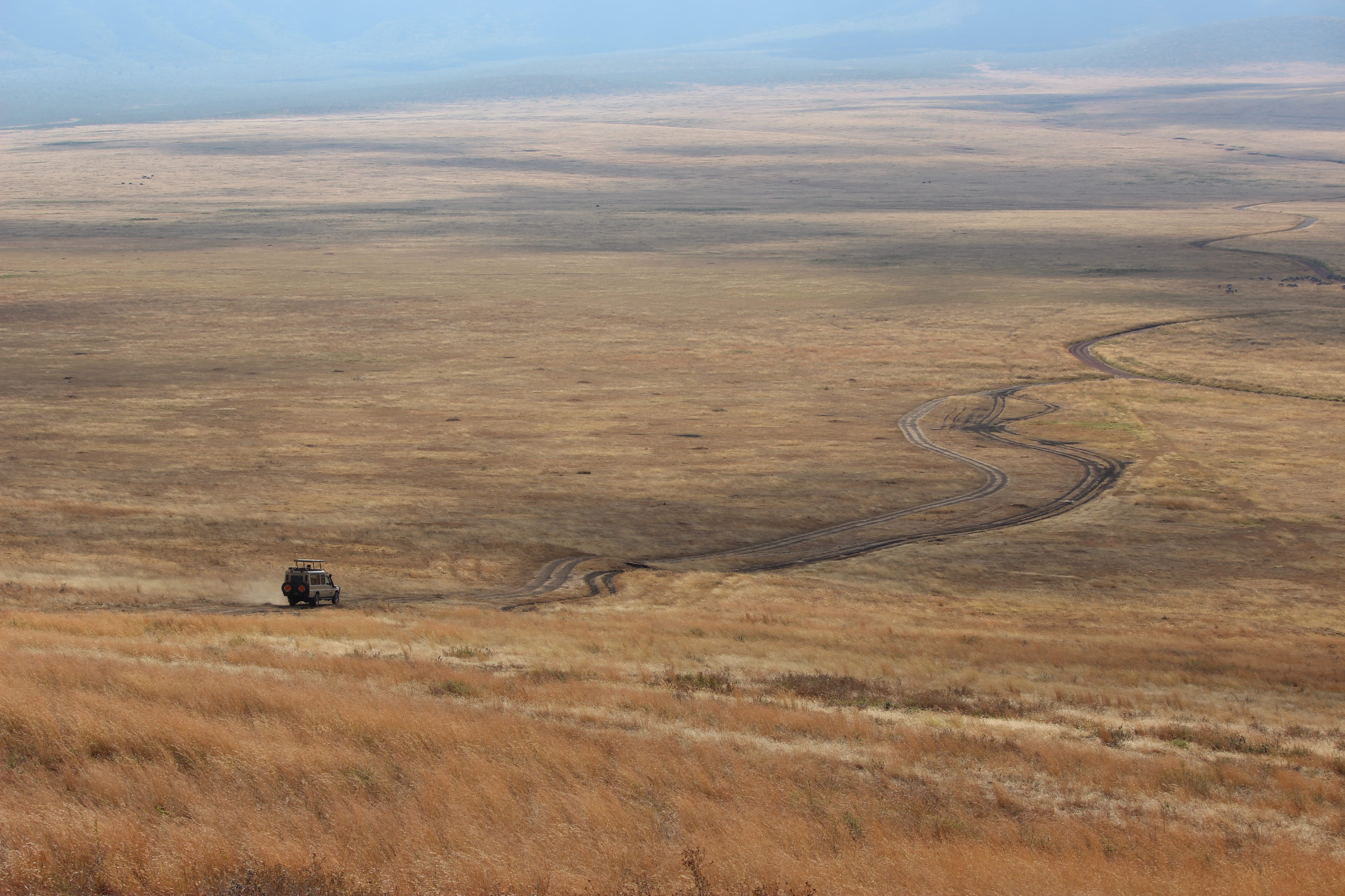 mammal, no people, tranquil scene, safari, field, grass, plant, tracks, jeep, non-urban scene, landscape, animal themes, outdoors, cloud - sky, road, tanzania, HD Wallpaper
