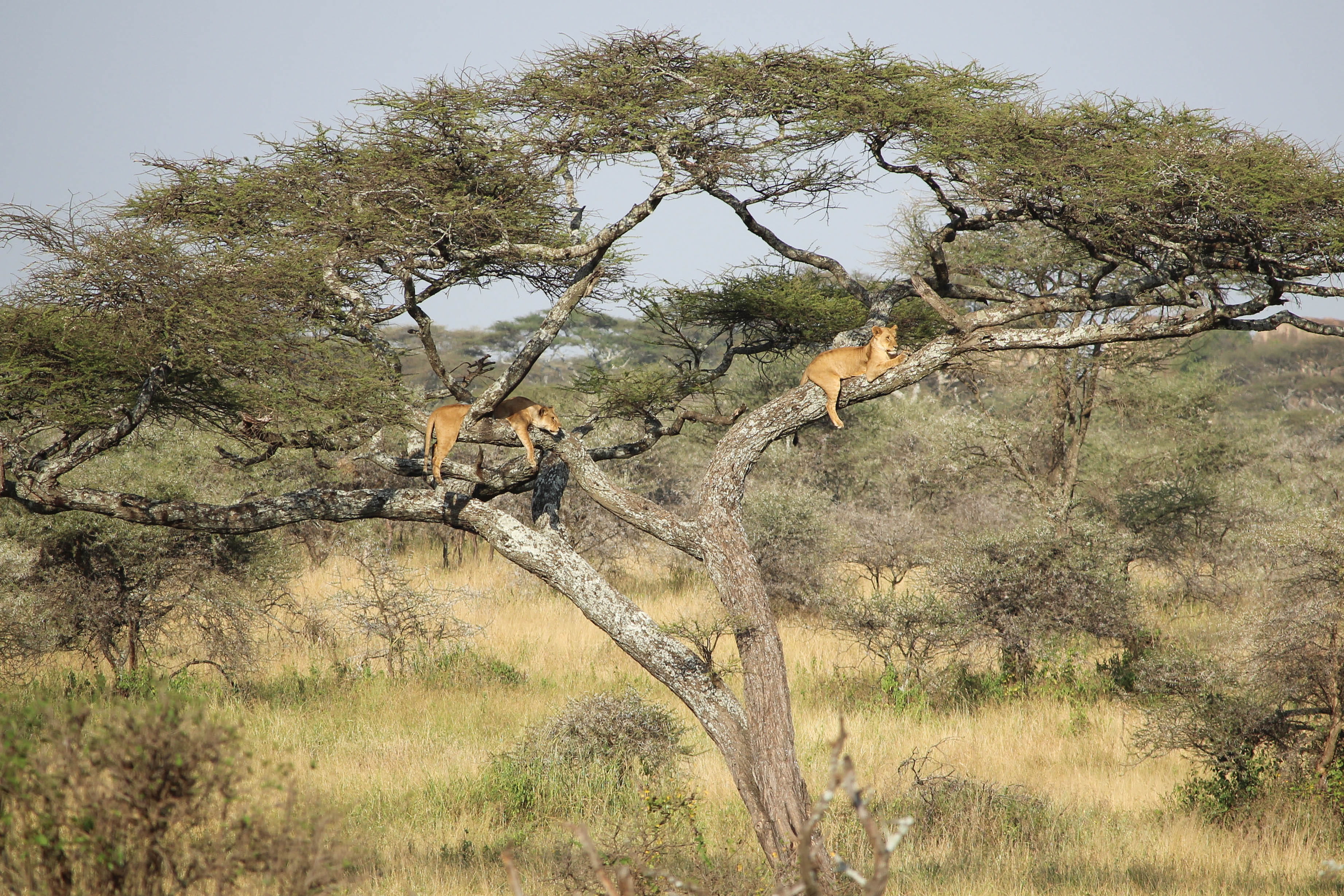 animal wildlife, serengeti national park, tanzania, lion, no people, animals in the wild, 2K, lioness, tranquility, animal themes, wild, land, beauty in nature, HD Wallpaper