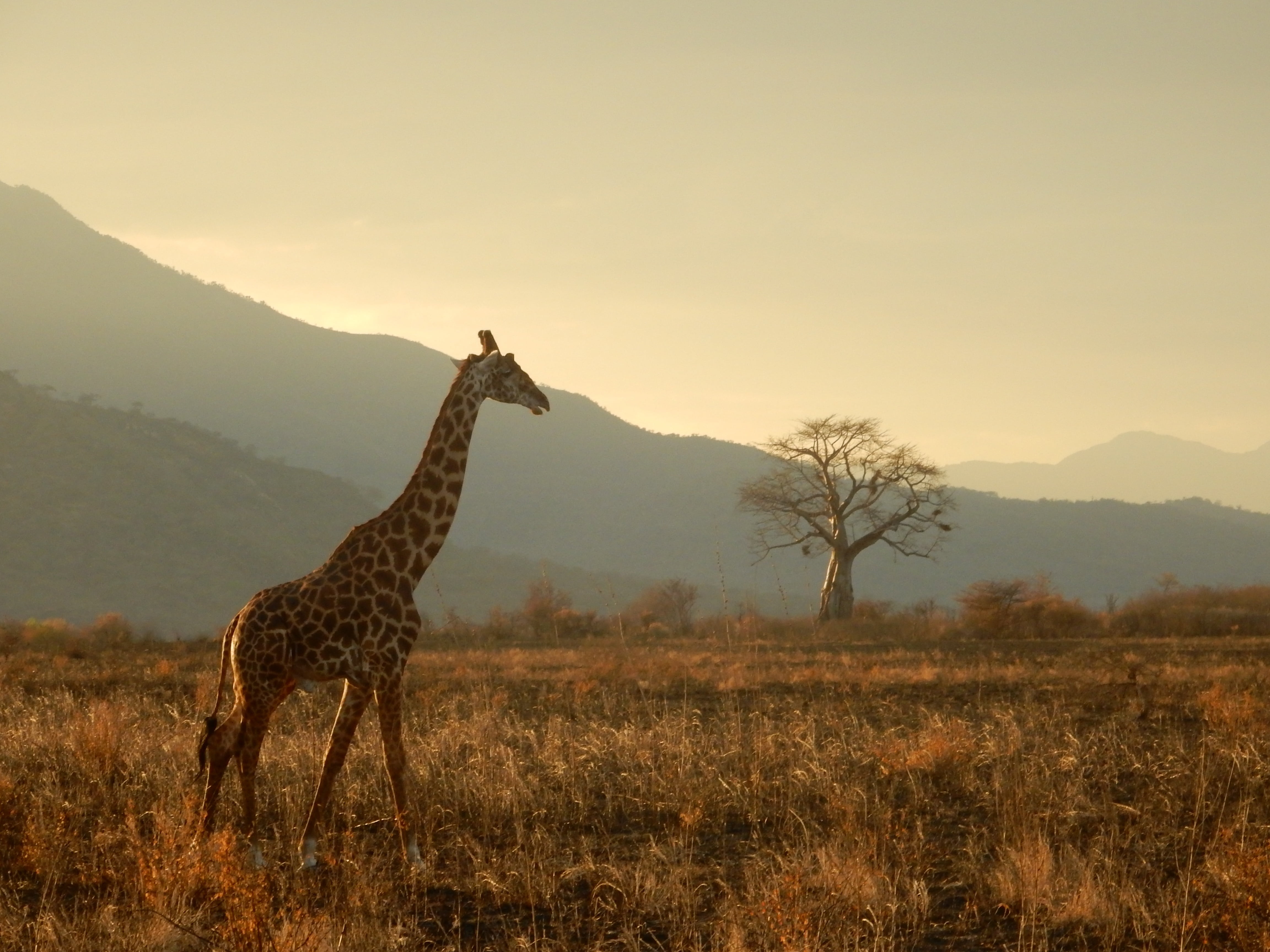 4K, green, animals in the wild, no people, animals, animal themes, beauty in nature, one animal, mountain, field, giraffe, mammal, environment, standing, HD Wallpaper
