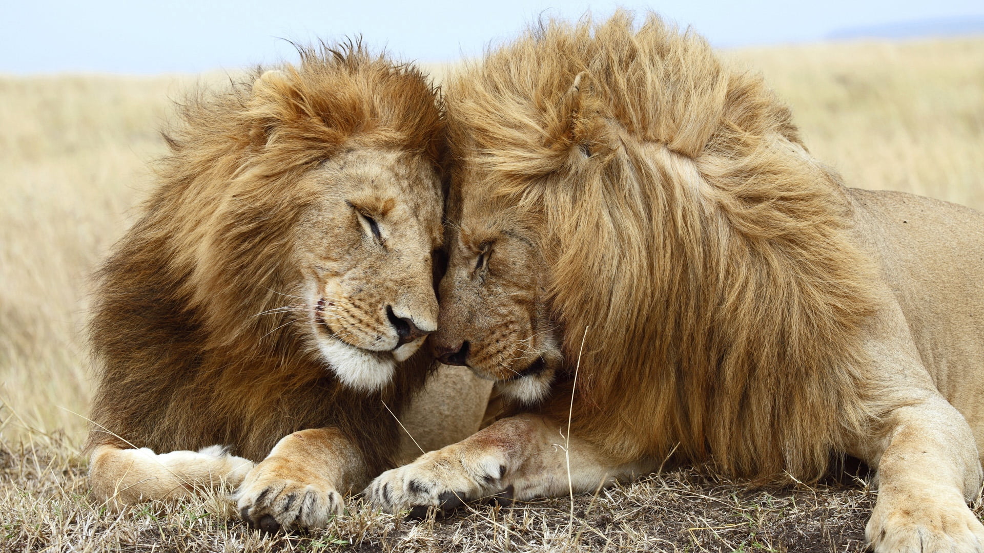 cat, savannah, animal wildlife, male, two animals, animal themes, wilderness Area, male Animal, mane, no People, relaxation, animal family, lions, big Cat, HD Wallpaper