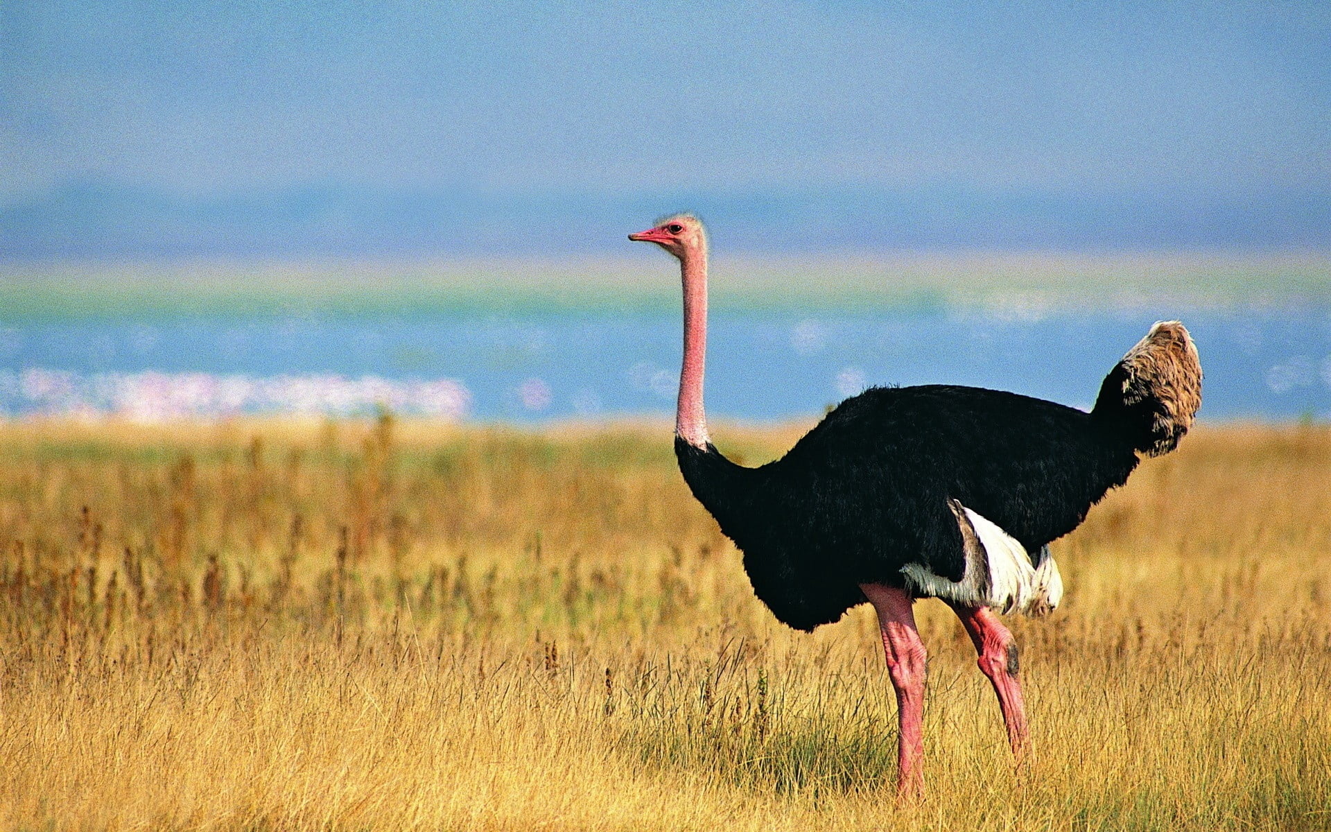 tanzania, grass, animal themes, wilderness Area, feather, scenics, east Africa, beauty In Nature, side view, bird, vertebrate, nature, masai Mara National Reserve, HD Wallpaper