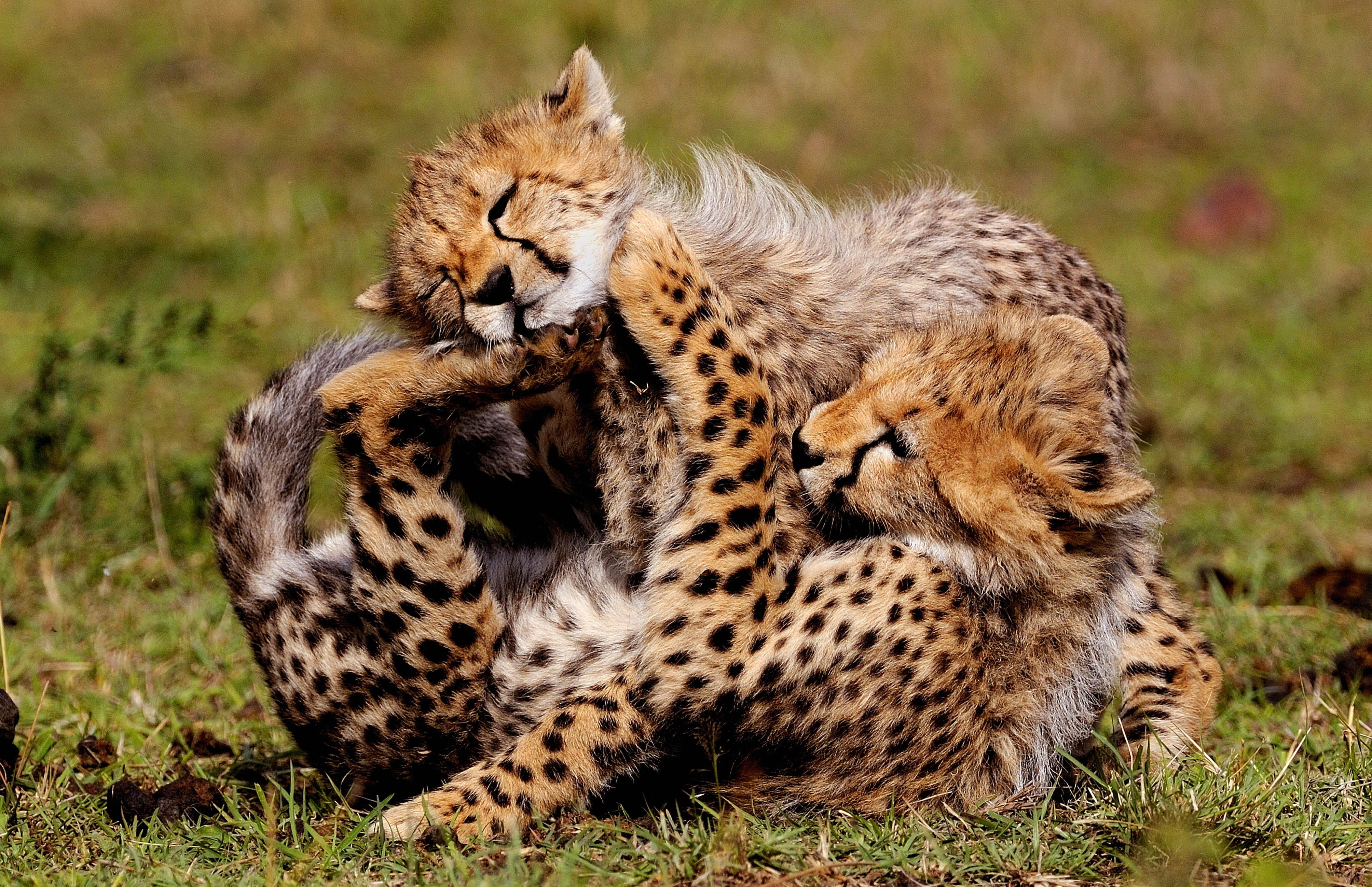 wildlife, green Color, cheetah, two, 4K, outdoors, animals And Pets, lying Down, looking, camouflage, day, wilderness Area, cub, grass, africa, togetherness, HD Wallpaper