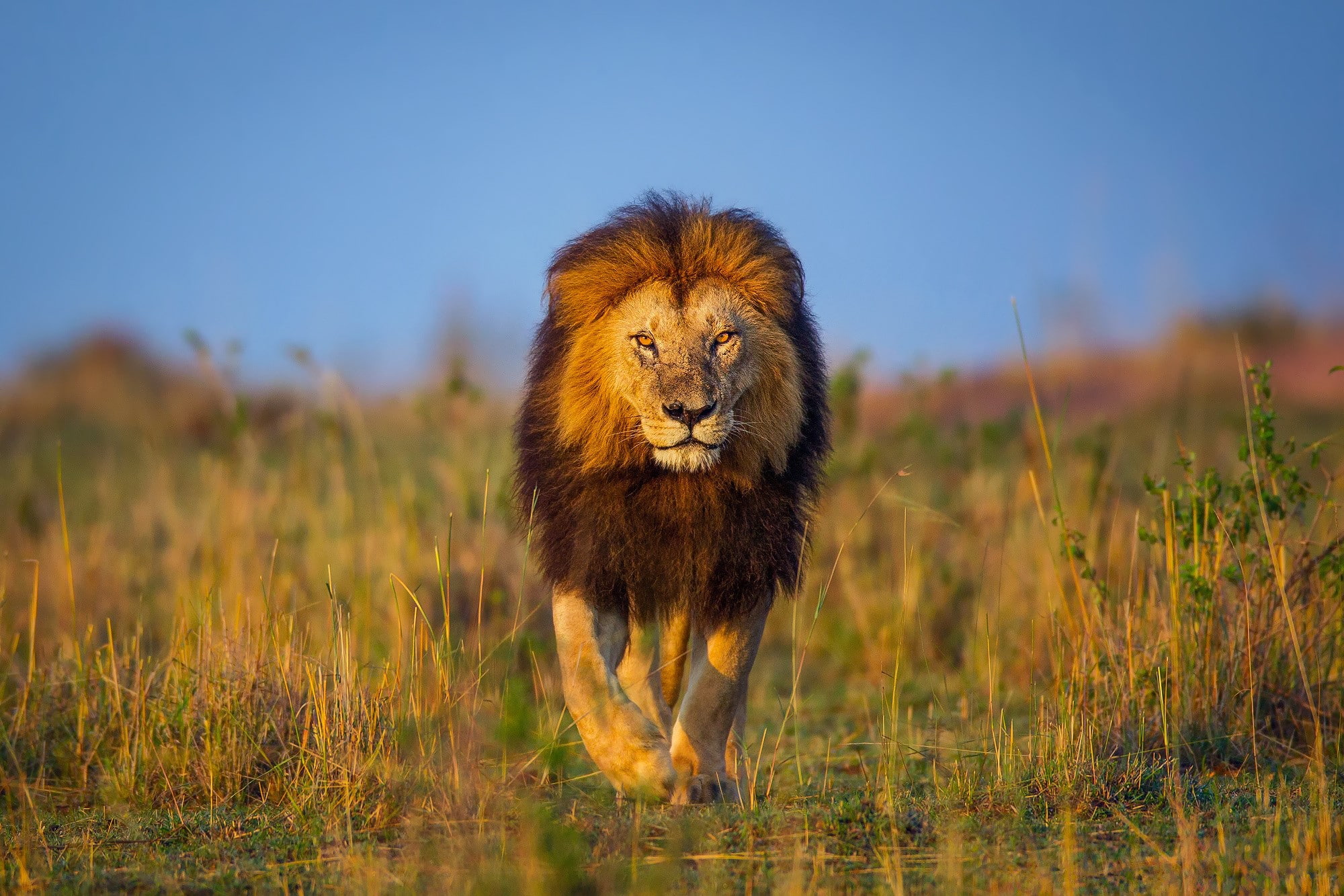 Africa, photo, walk, 1080P, Kenya, lion, HD Wallpaper