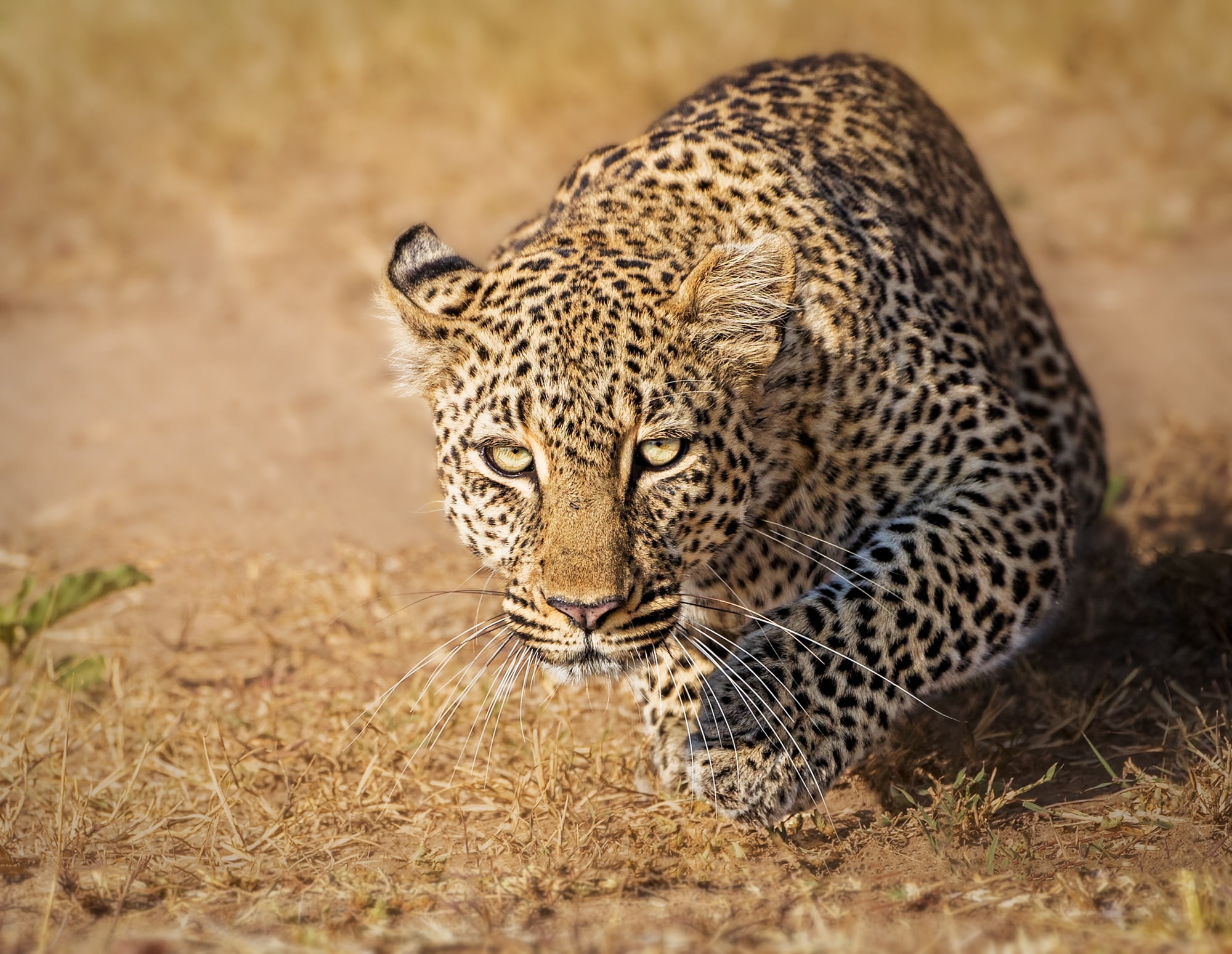 Masai Mara, leopard, Kenya, wild cat, 1080P, look, HD Wallpaper