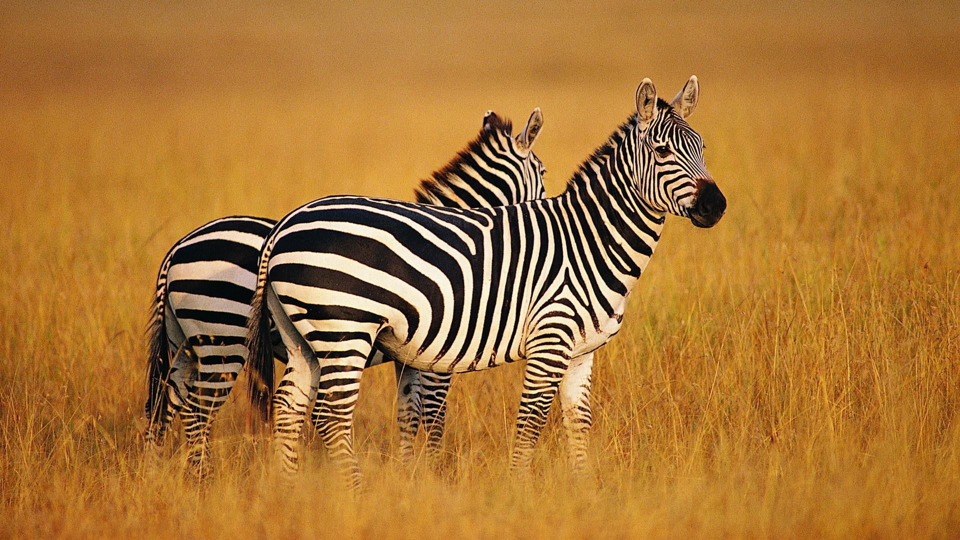 herbivorous, safari, prairie, grassland, outdoors, stripes, savanna, mammal, no people, animal, grass, animal themes, zebra, 1080P, domestic animals, fauna, HD Wallpaper