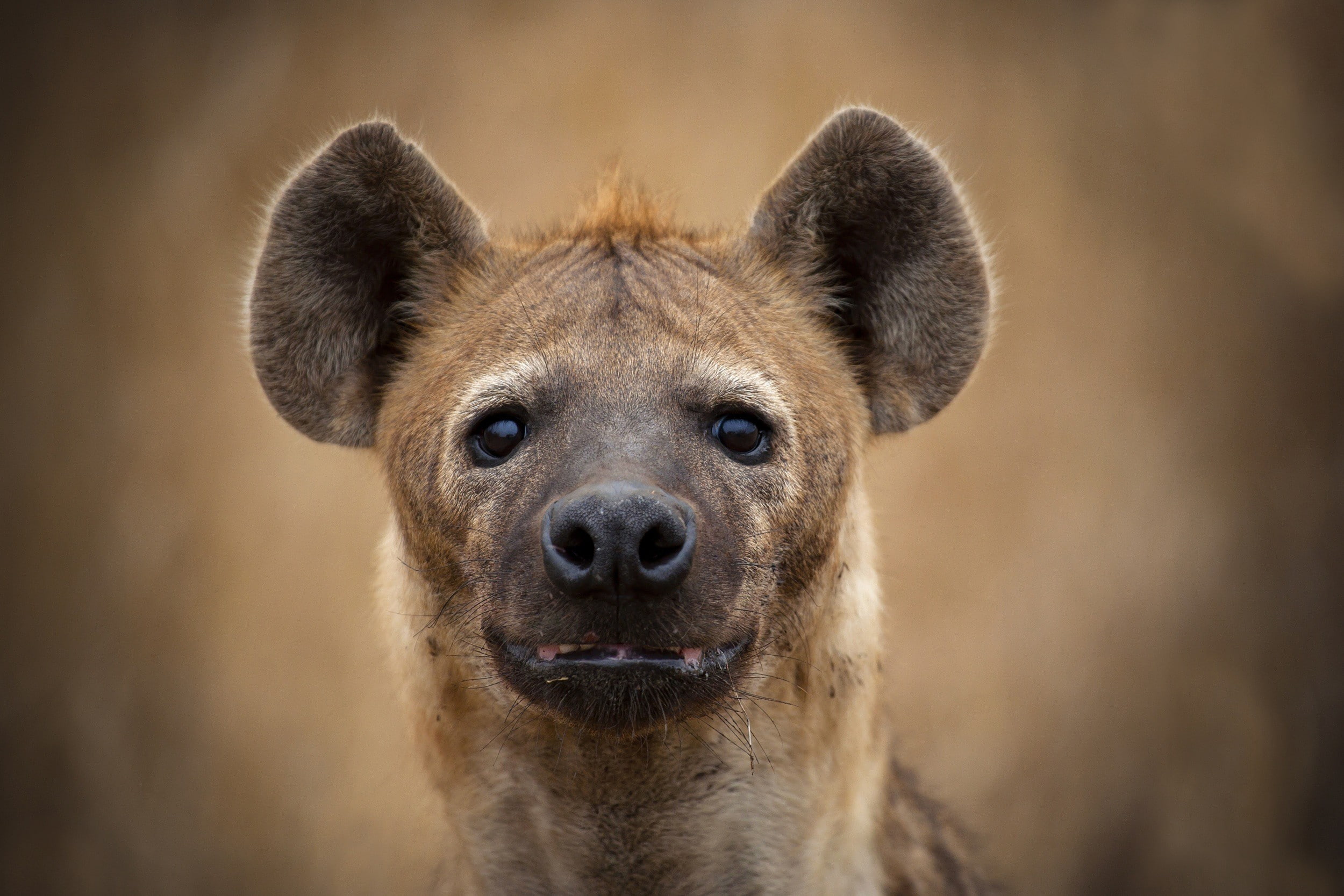 face, hyena, 1080P, eyes, animal, HD Wallpaper