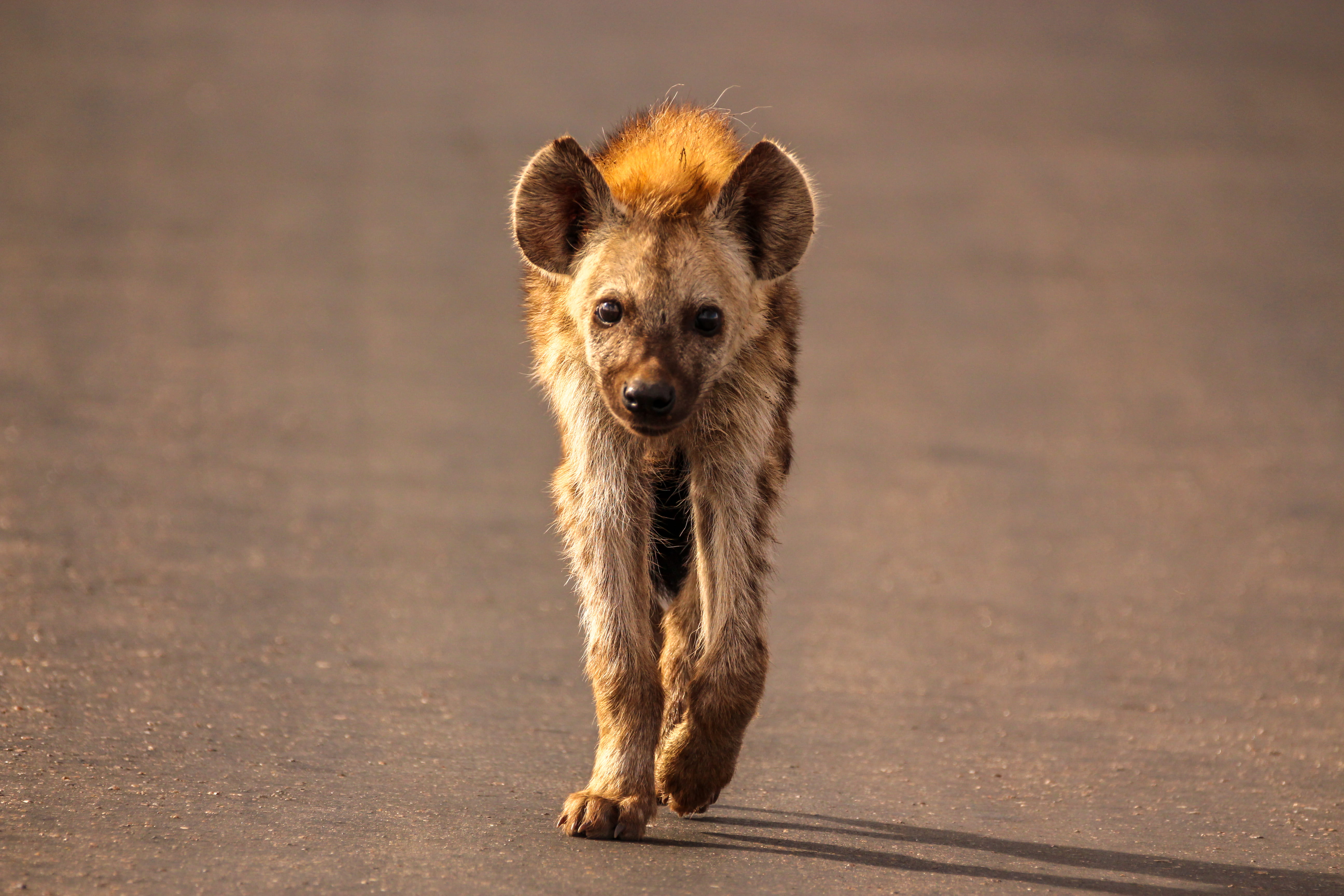 looking at camera, portrait, animal, animals in the wild, standing, alertness, full length, 5K, nature, vertebrate, young animal, animal wildlife, front view, HD Wallpaper