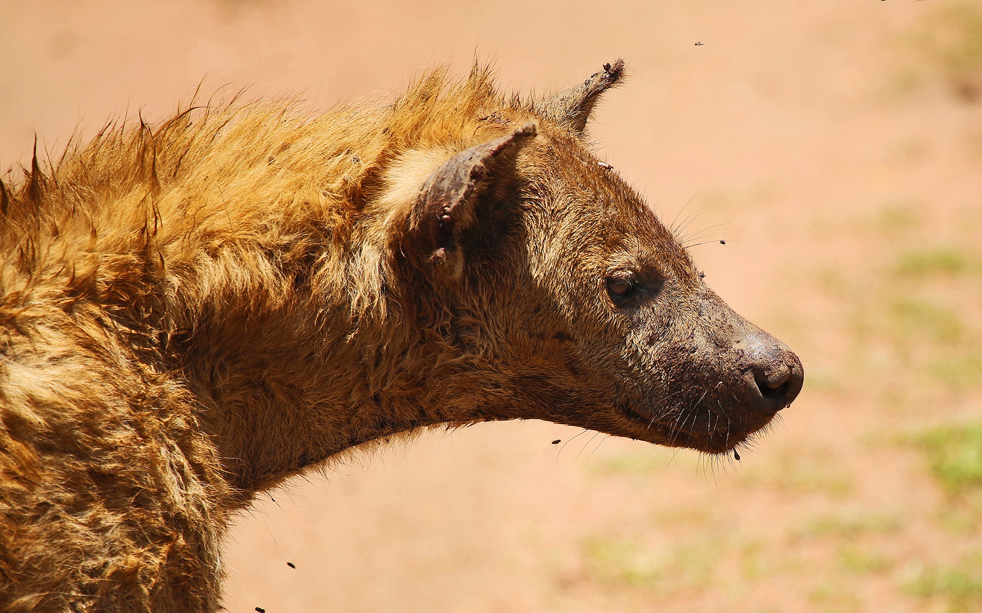 hyena, animals, hd, brown, 1080P, HD Wallpaper