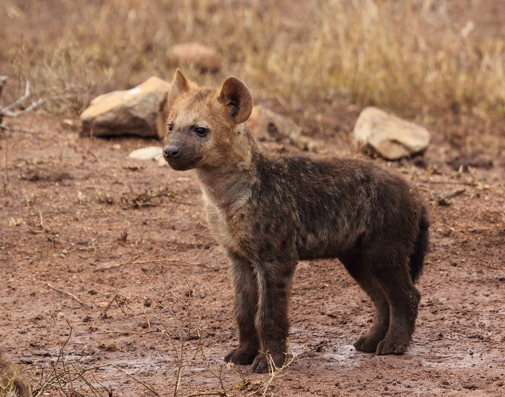 no people, meerkat, 1080P, animals in the wild, animal themes, hyaena, young animal, one animal, arid climate, land, wildlife, brown, focus on foreground, HD Wallpaper