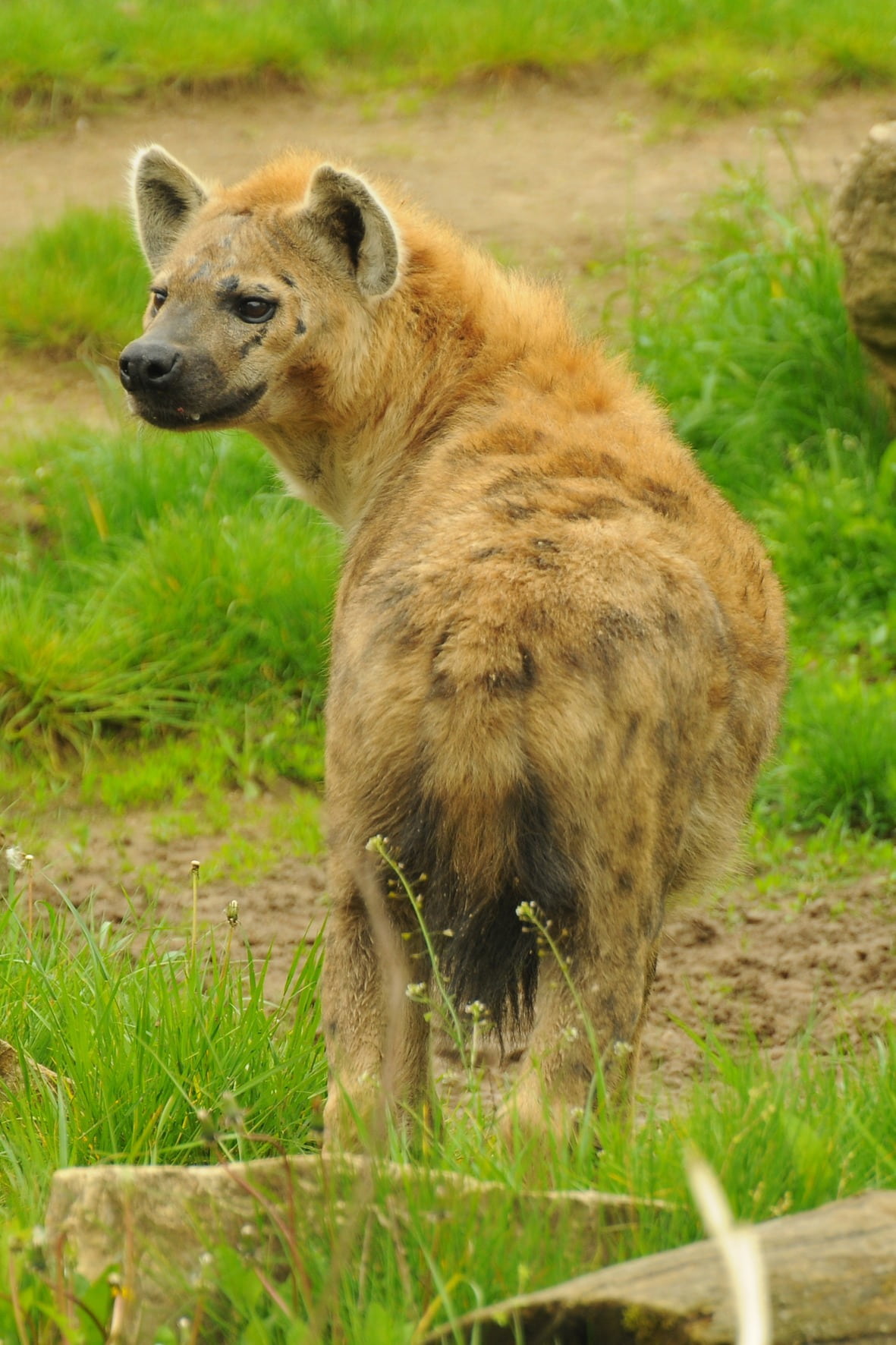 animals hunting, grass, animals in the wild, portrait, zoo, outdoors, nature, selective focus, day, spotted, looking, hyena, 720P, mammal, no people, animal, Phone HD Wallpaper