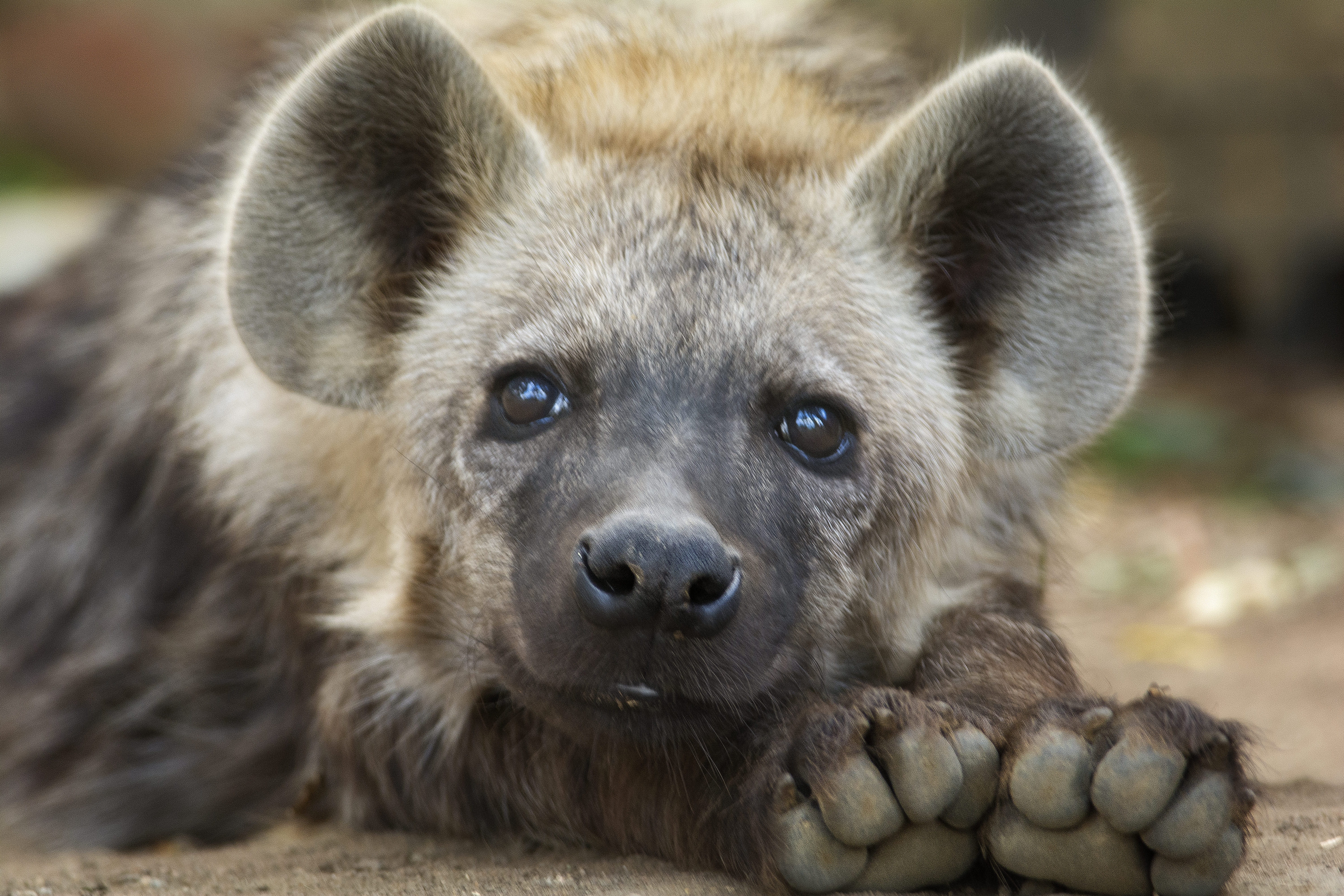 looking at camera, hair, portrait, focus on foreground, one animal, 5K, young animal, hyena, brown, cub, animals in the wild, animal body part, animal eye, HD Wallpaper