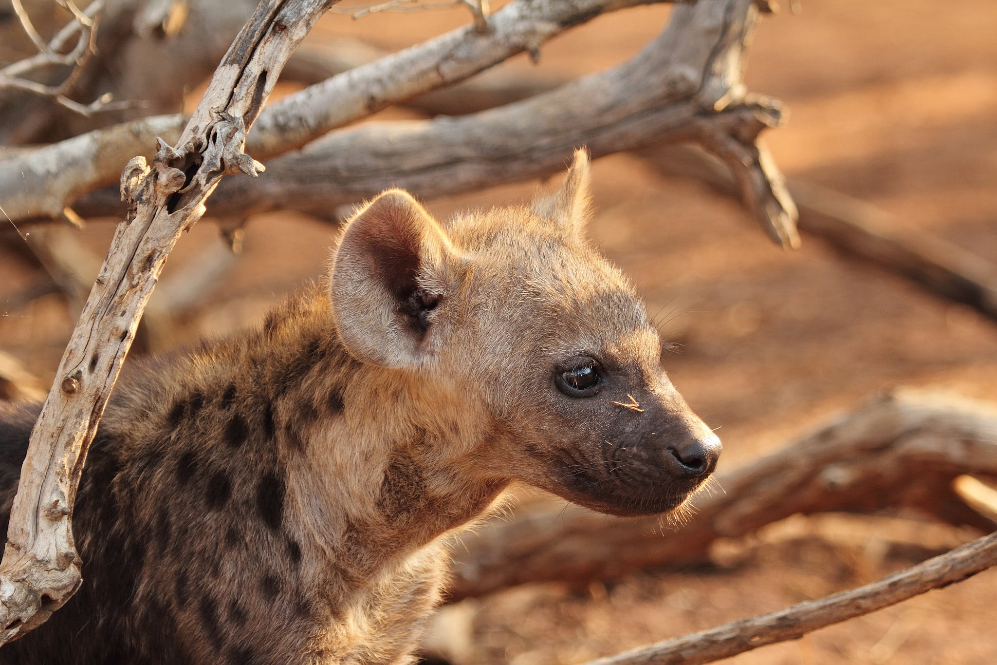 tree, outdoors, animal wildlife, hyena, animal body part, carnivore, travel destinations, no people, africa, plant, branches, brown, portrait, safari Animals, HD Wallpaper