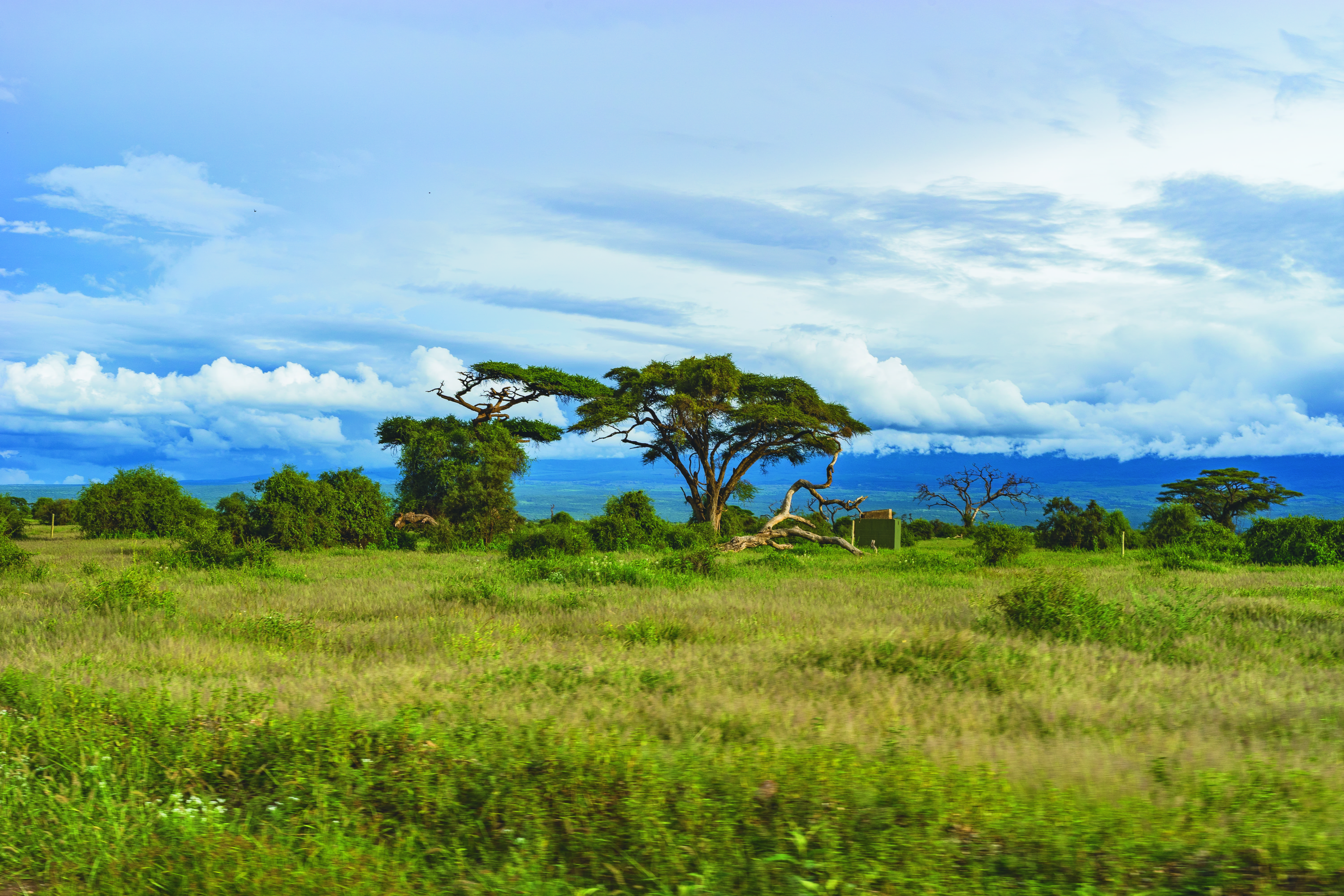 non-urban scene, plain, dead, green color, nairobi, grass, tranquility, tree, african, tranquil scene, tanzania, beauty in nature, trunk, skyline, plant, HD Wallpaper